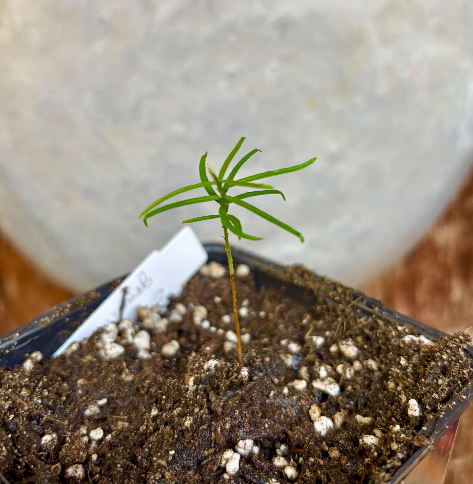 Fruto da Murta (Eugenia gracillima) - 1 small potted seedling / 1 kleiner, getopfter Sämling