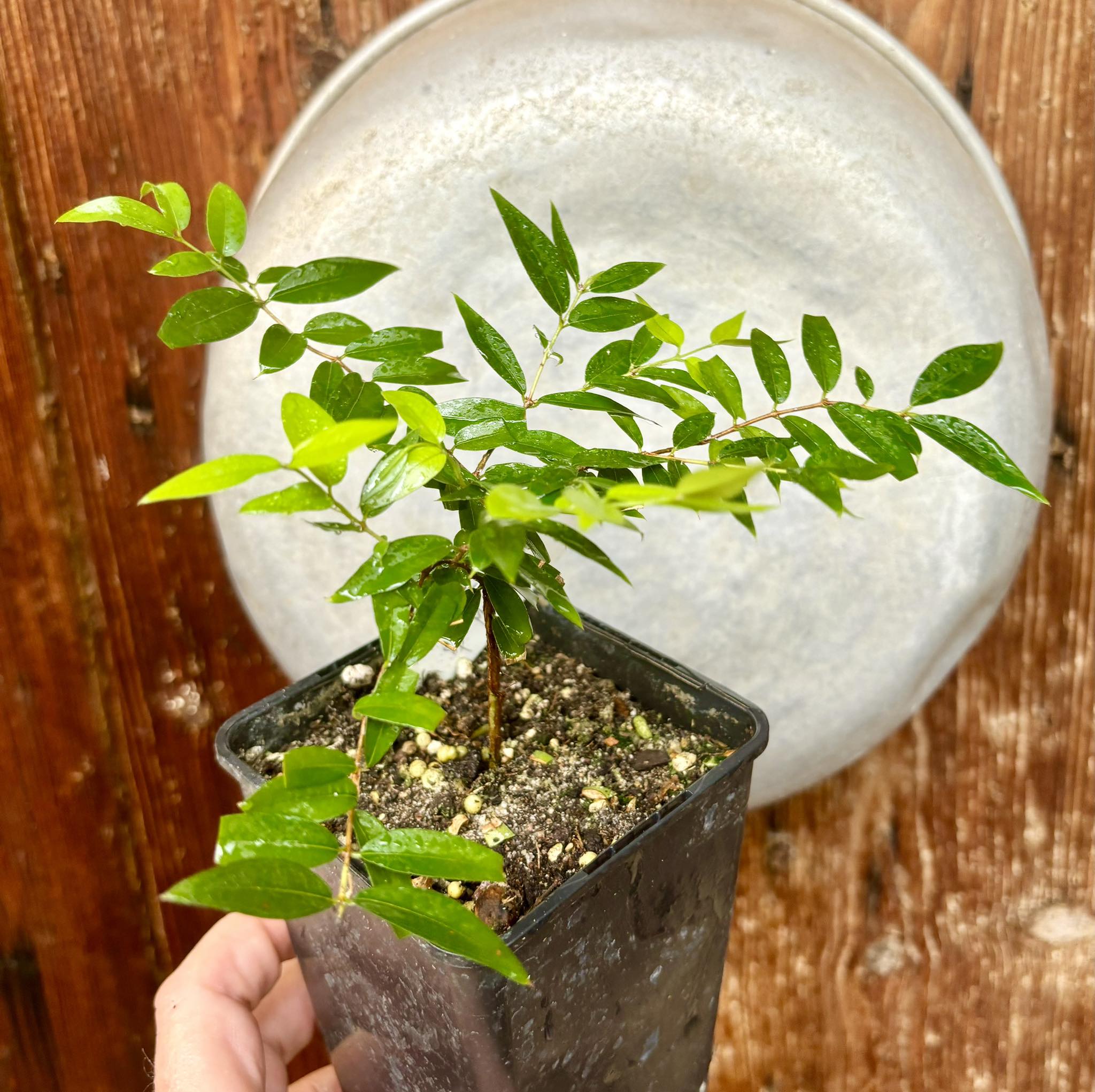 Plinia sp Cabo Verde Rajada Itamaraty - 1 potted plant / 1 getopfte Pflanze