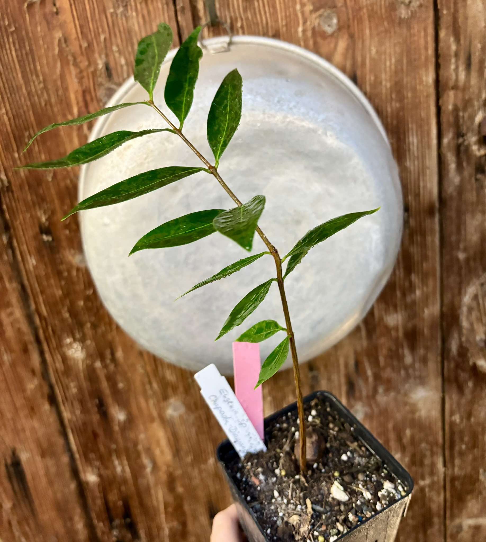 Eugenia sp Chapada Diamantina - 1 potted plant / 1 getopfte Pflanze