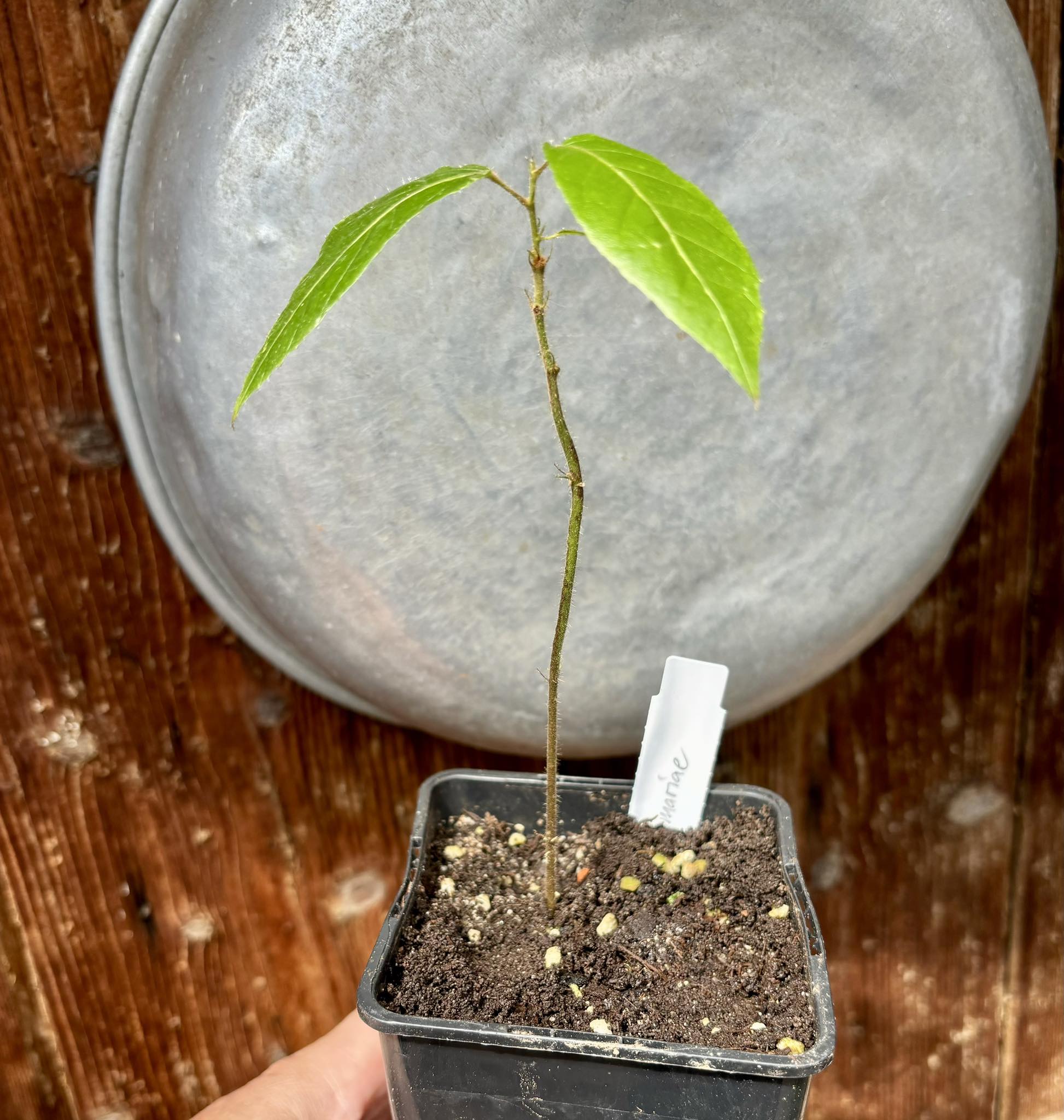 Mountain Cacao (Herrania mariae) - 1 potted plant / 1 getopfte Pflanze