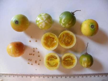 Solanum alternatopinnatum - Juquirioba - 5 fresh seeds / 5 frische Samen