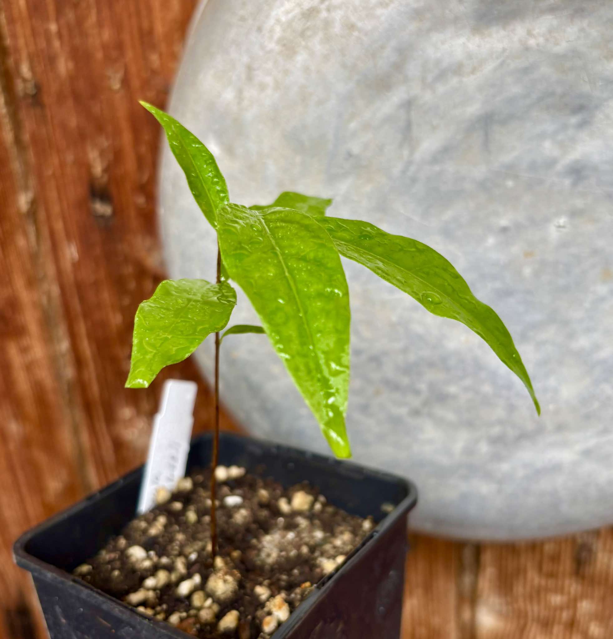 Ruby do Amazonas (Eugenia patrisii) Nr. 2 - 1 potted seedling / 1 getopfter Sämling