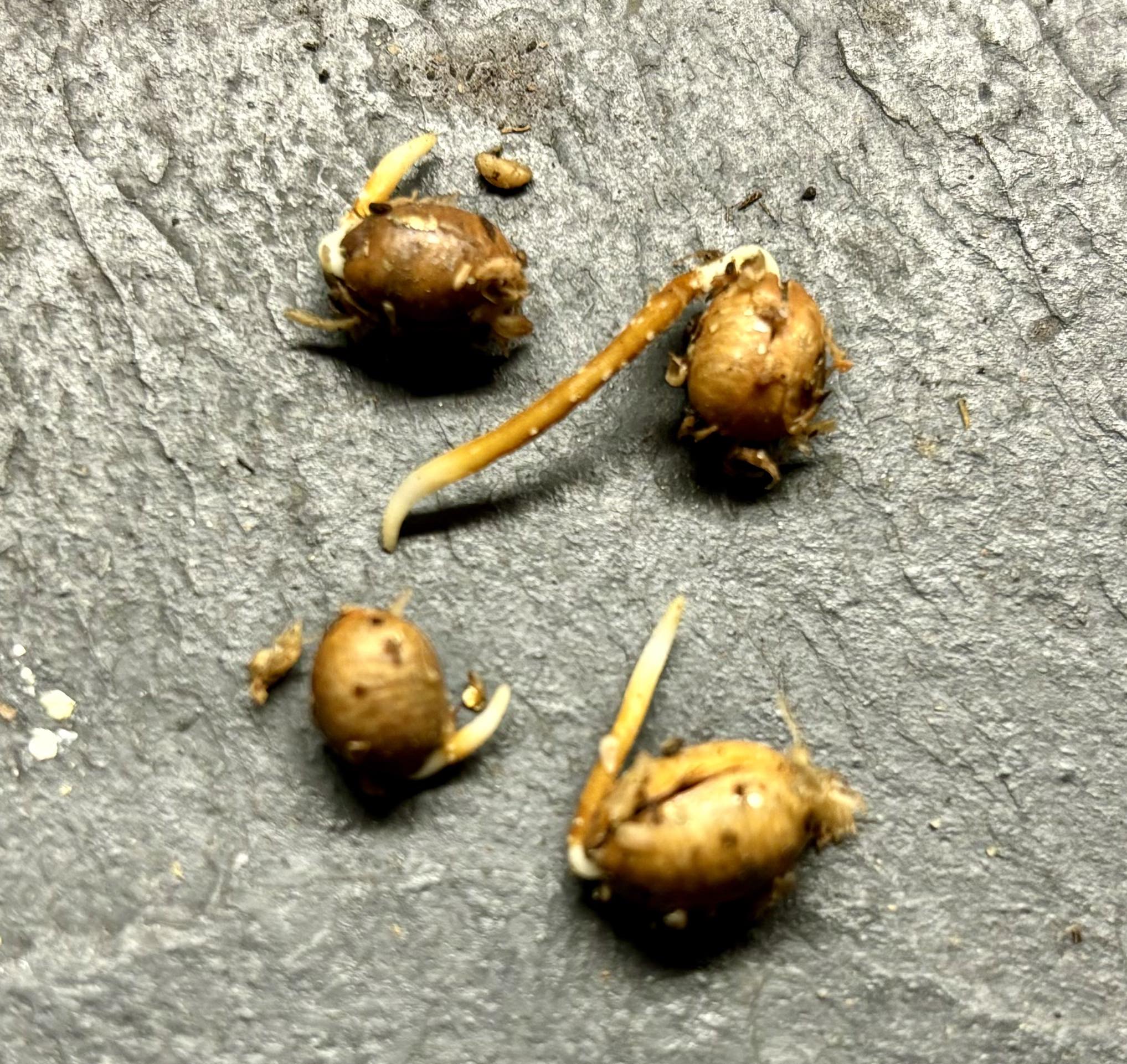 Sphaerocoryne lefevrei - Rumdol / 1 germinated seed / 1 gekeimter Samen