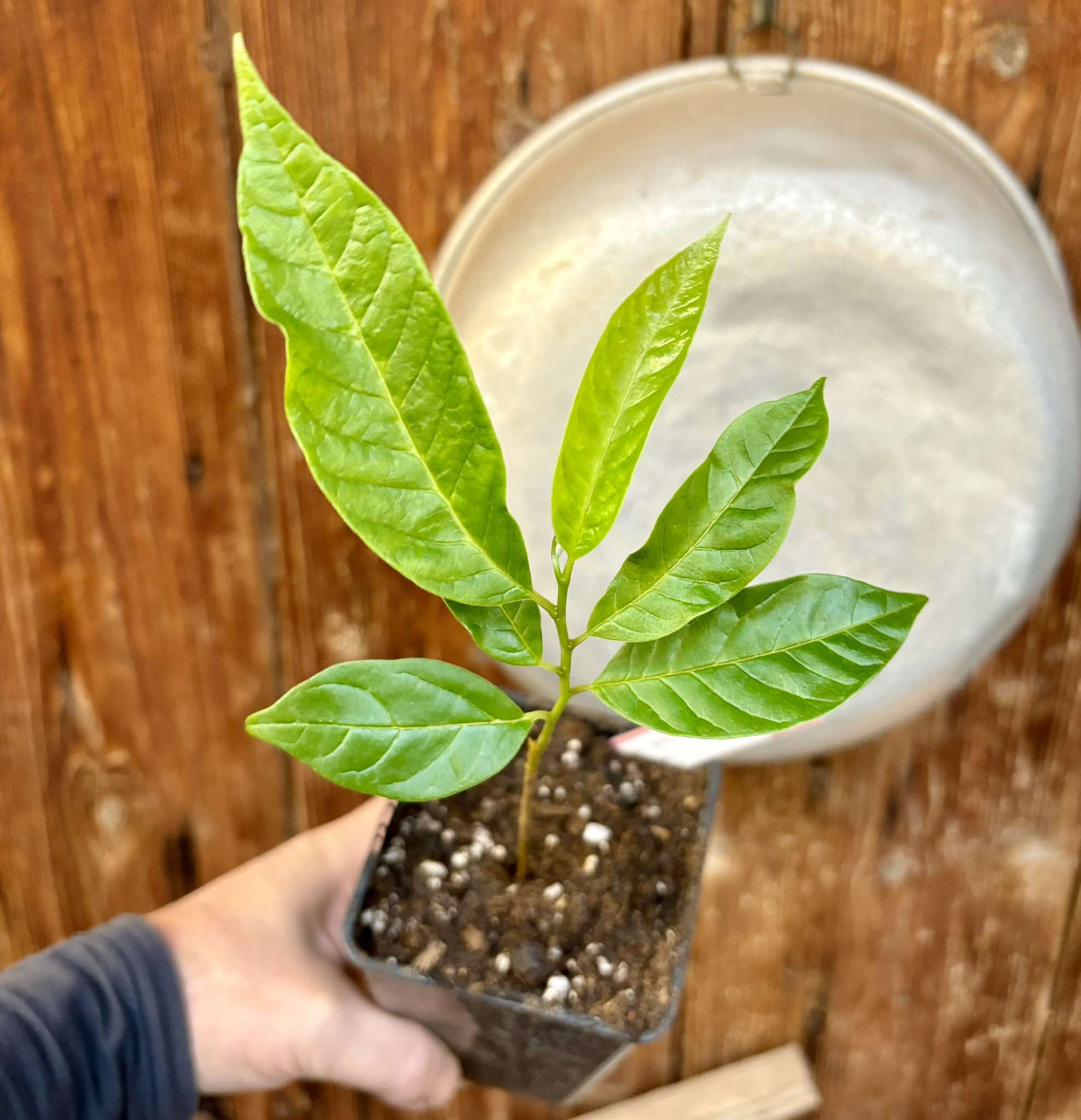 Annona reticulata big pink-red variety - 1 potted plant / 1 getopfte Pflanze