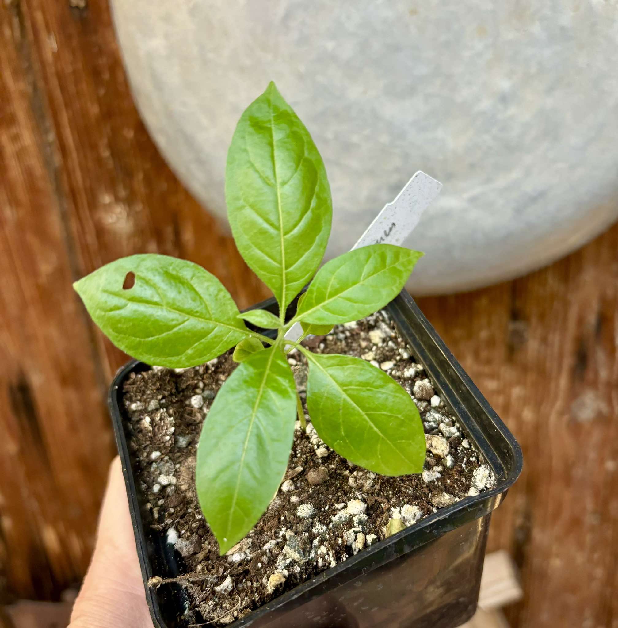 Solanum schizandrum - 1 small, potted seedling / 1 kleiner, getopfter Sämling