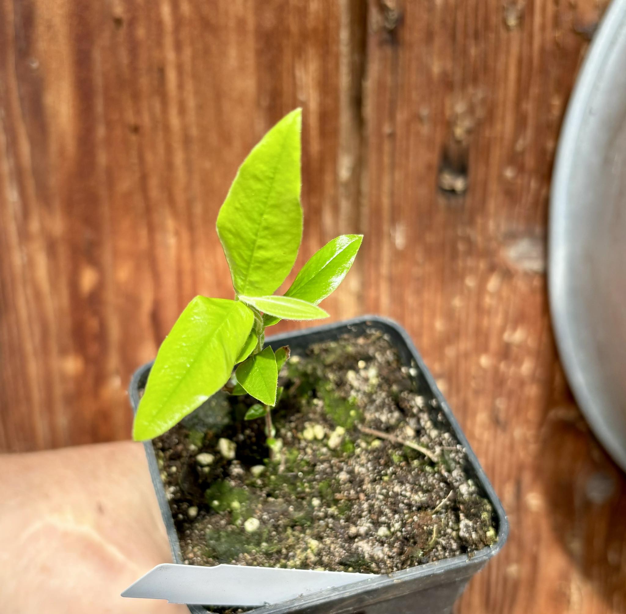 Myrciaria glazioviana - Cabeludinha  -  1 potted seedling  / 1 getopfter Sämling