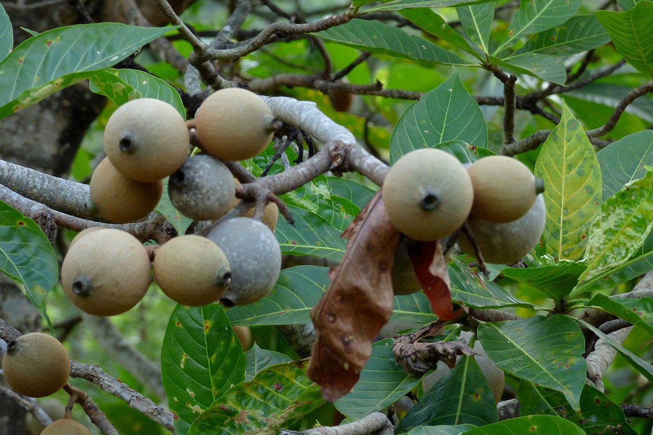 Genipa americana - Jenipapo / Genipapo - 1 fresh seed / 1 frischer Samen