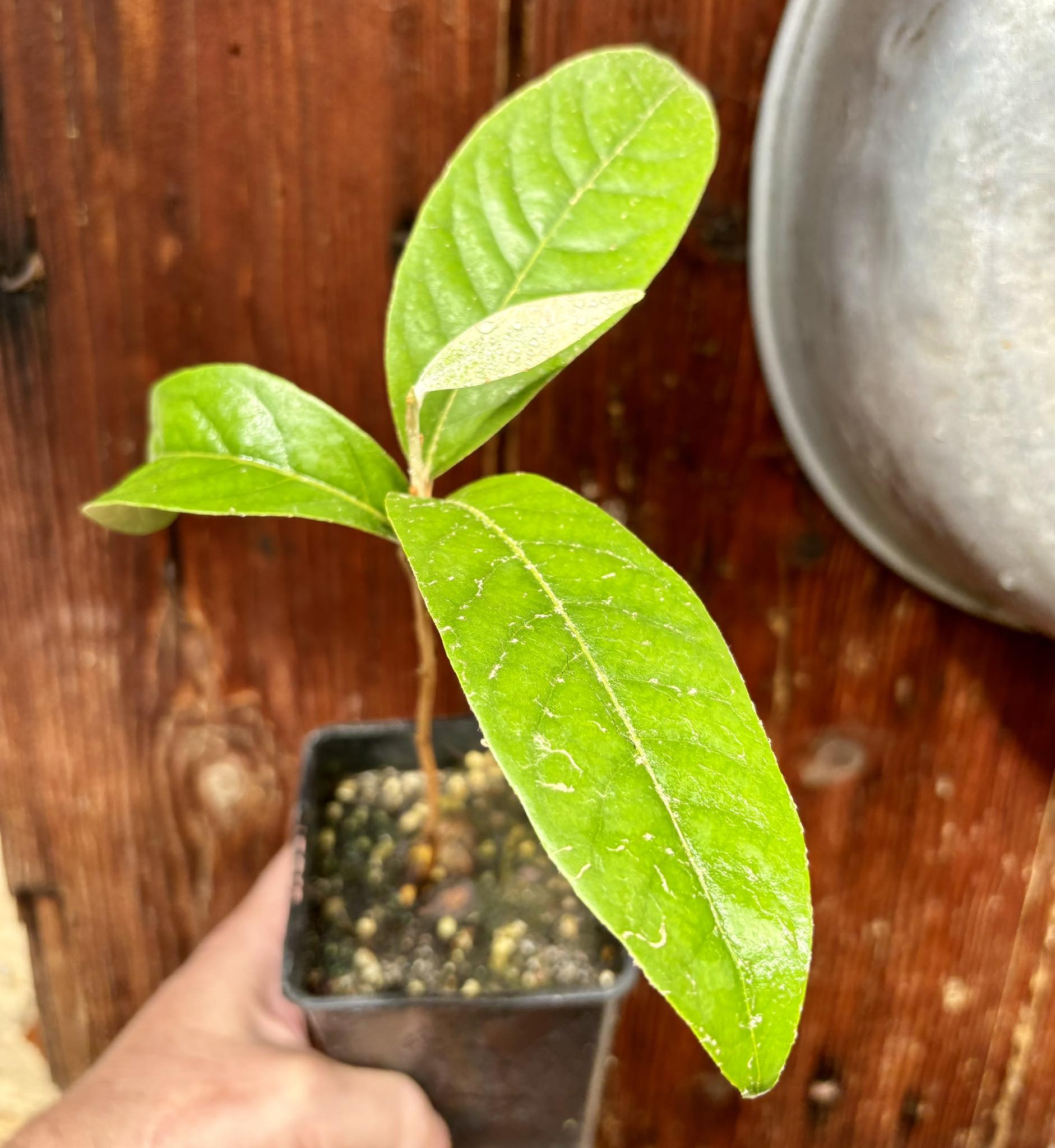 Couepia polyandra - Olosapo - 1 potted seedling / 1 getopfter Sämling