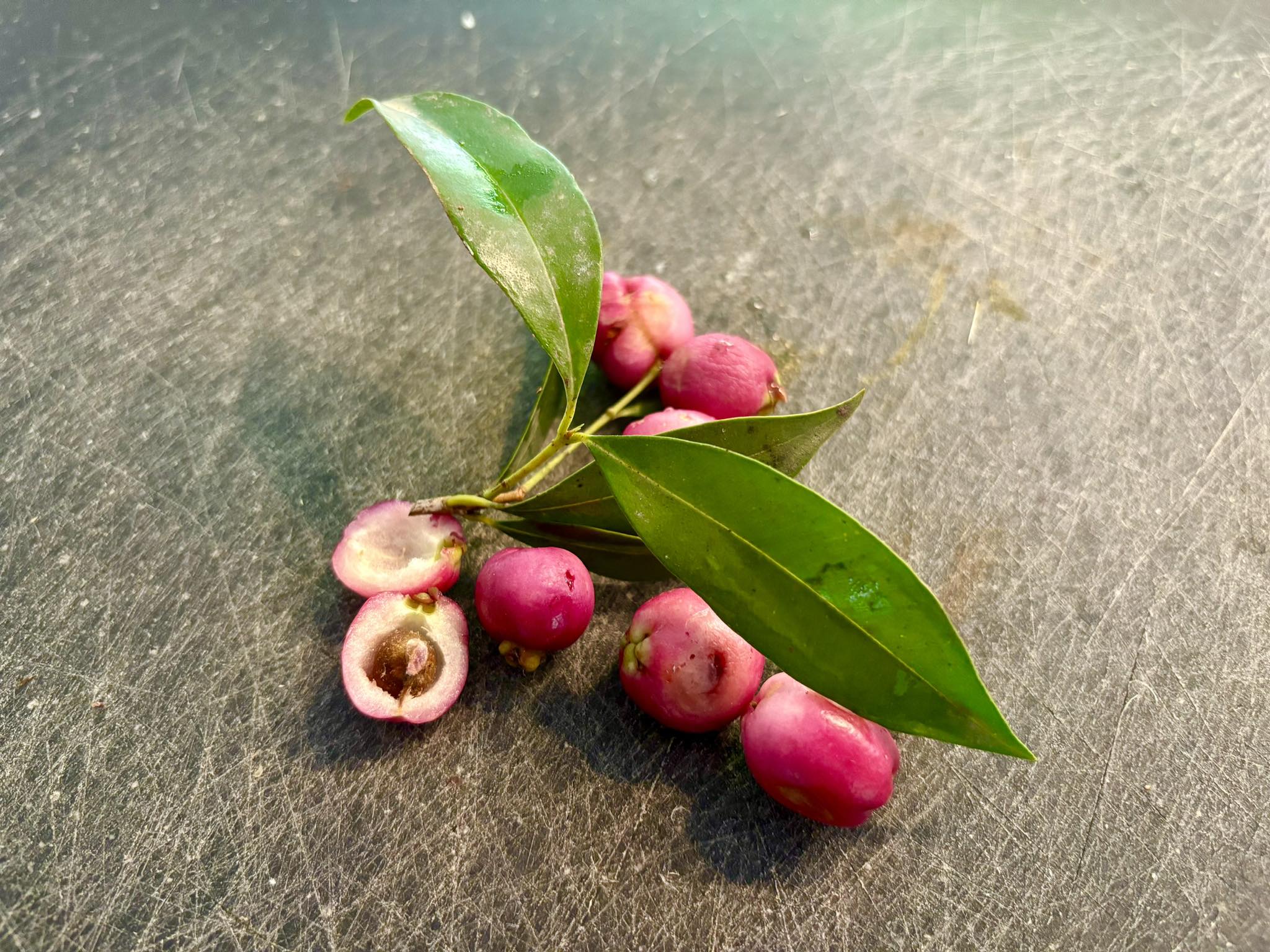 Syzygium smithii - Lilly Pilly Nr. 3 - 1 potted plant / 1 getopfte Pflanze