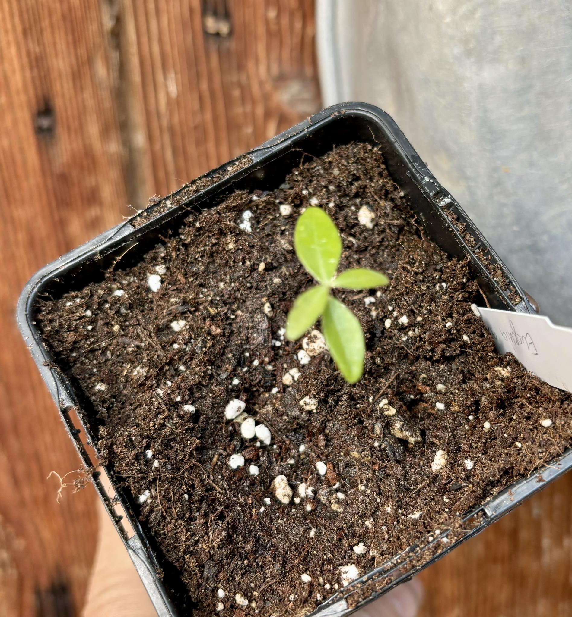  Eugenia axillaris  - White Stopper - 1 small potted seedling / 1 kleiner, getopfter Sämling