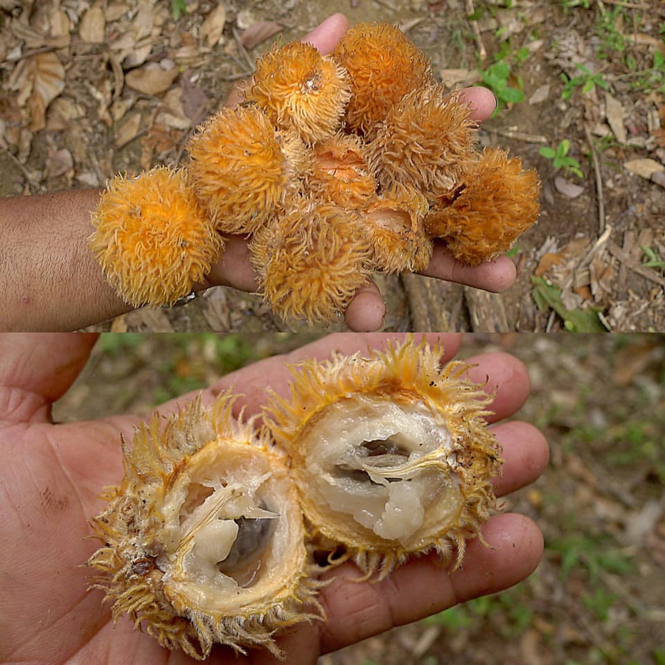 Pouteria torta subsp. gallifructa - Abiu Pilosa - 1 germinated seed / 1 gekeimter Samen