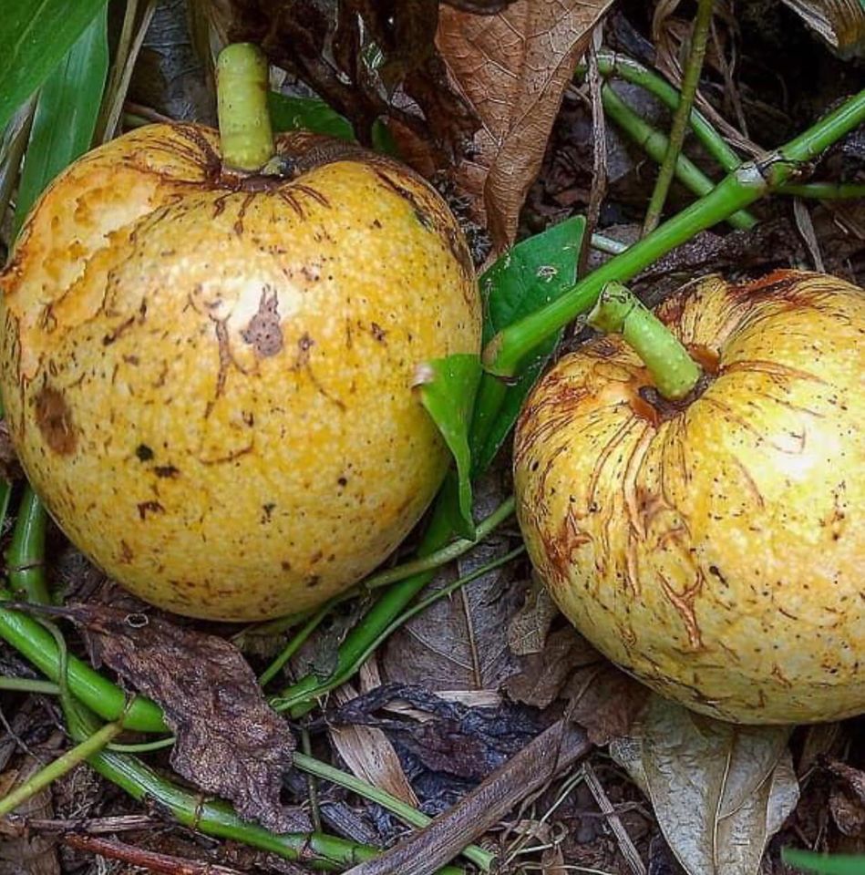 Annona glabra - 1 fresh seed / 1 frischer Samen