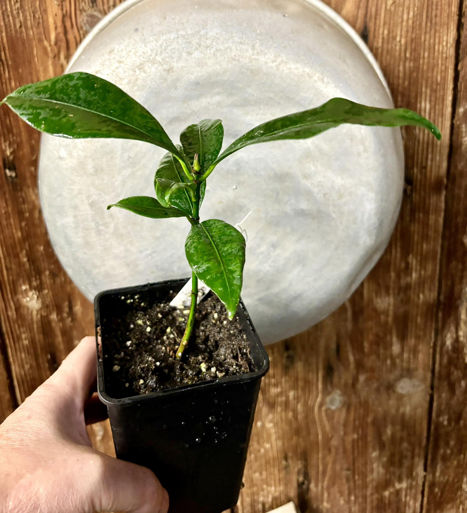 Garcinia acuminata  - 1 potted plant / 1 getopfte Pflanze