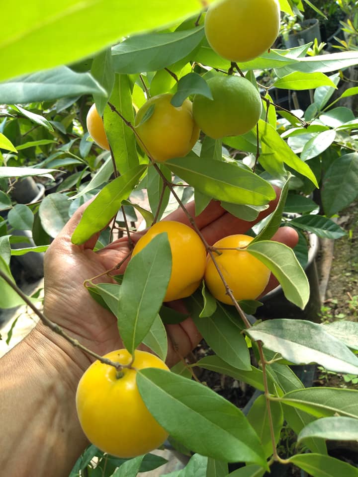 Ubajai (Eugenia myrcianthes) - 1 potted plant / 1 getopfte Pflanze