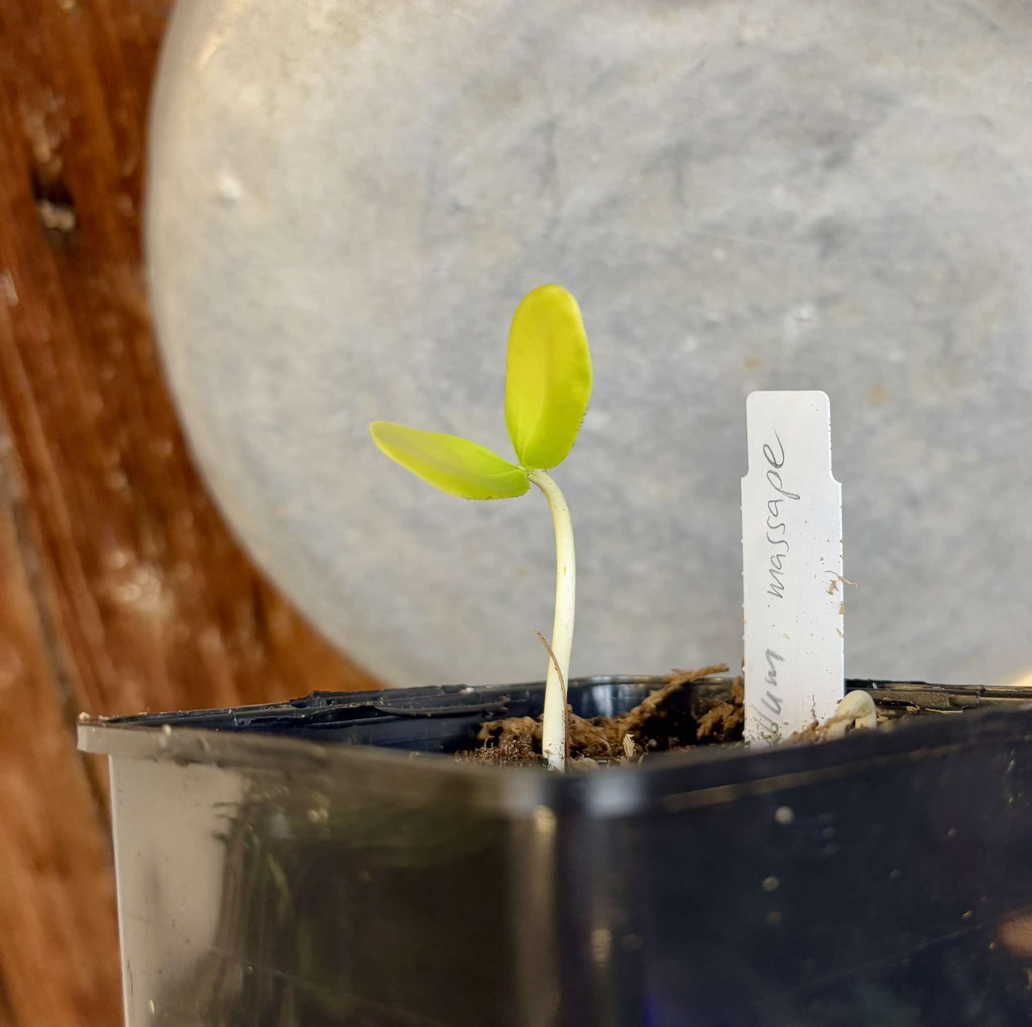 Chrysophyllum sp Massape  -  1 small potted seedling / 1 kleiner, getopfter Sämling