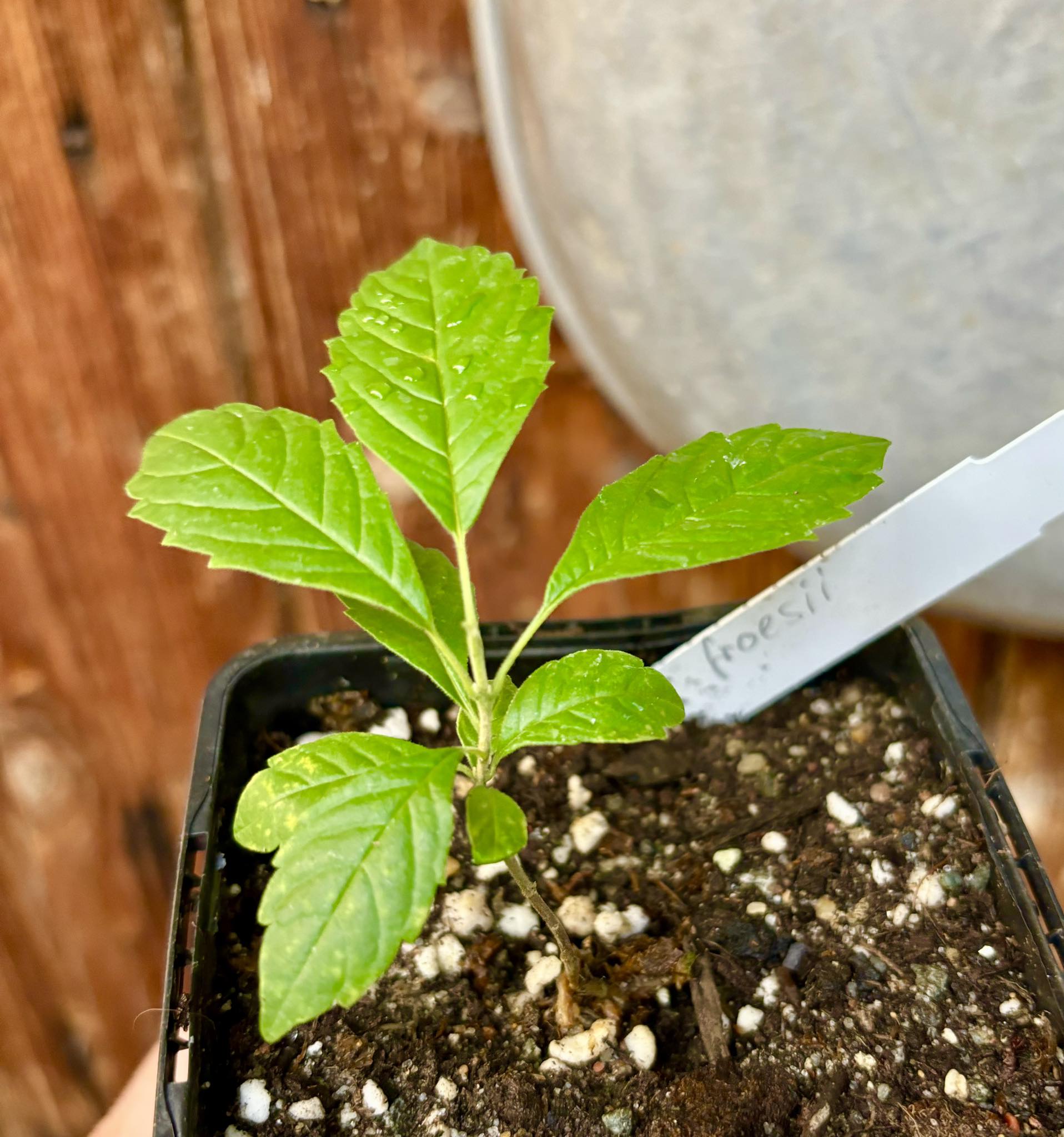 Vitex froesii - 1 potted plant / 1 getopfte Pflanze