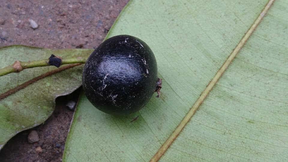 Guaporanga-Catarinense (Myrcia eugeniopsoides) -  1 germinated seed / 1 gekeimter Samen