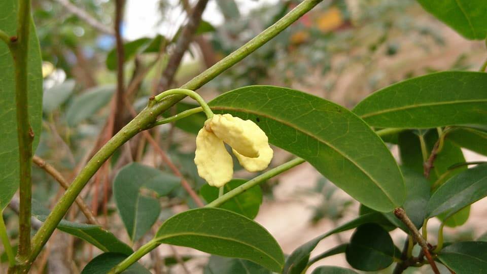 Annona maritima - 1 fresh seed / 1 frischer Samen