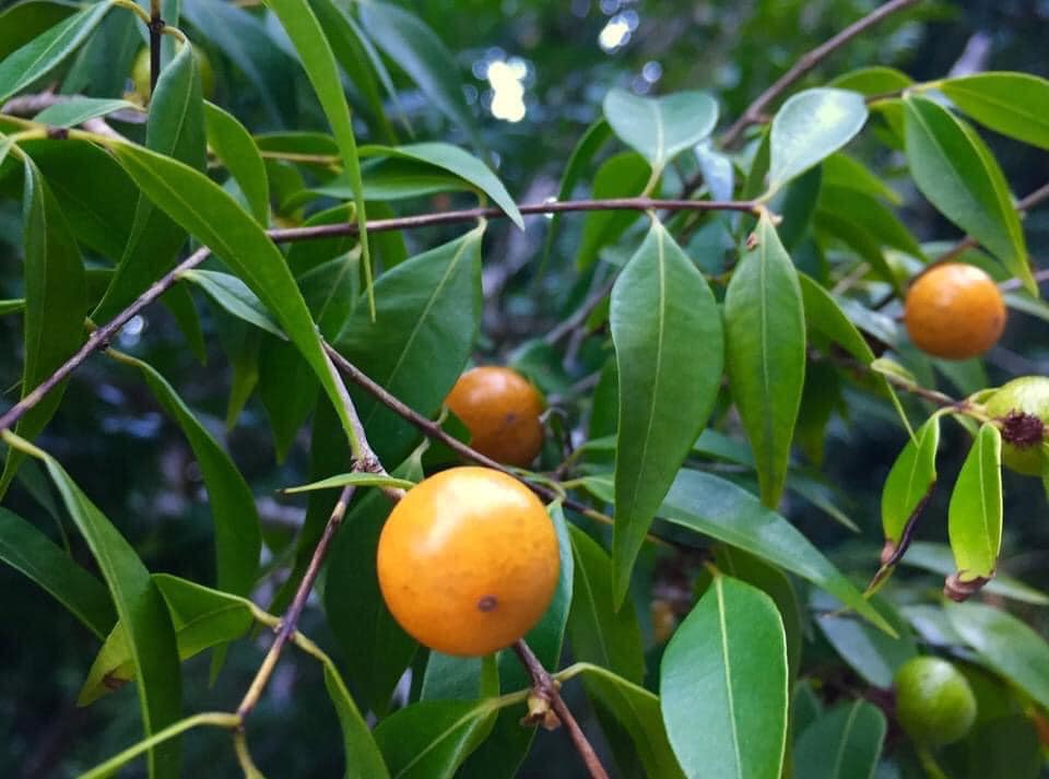 Myrciaria floribunda yellow Plant / Pflanze