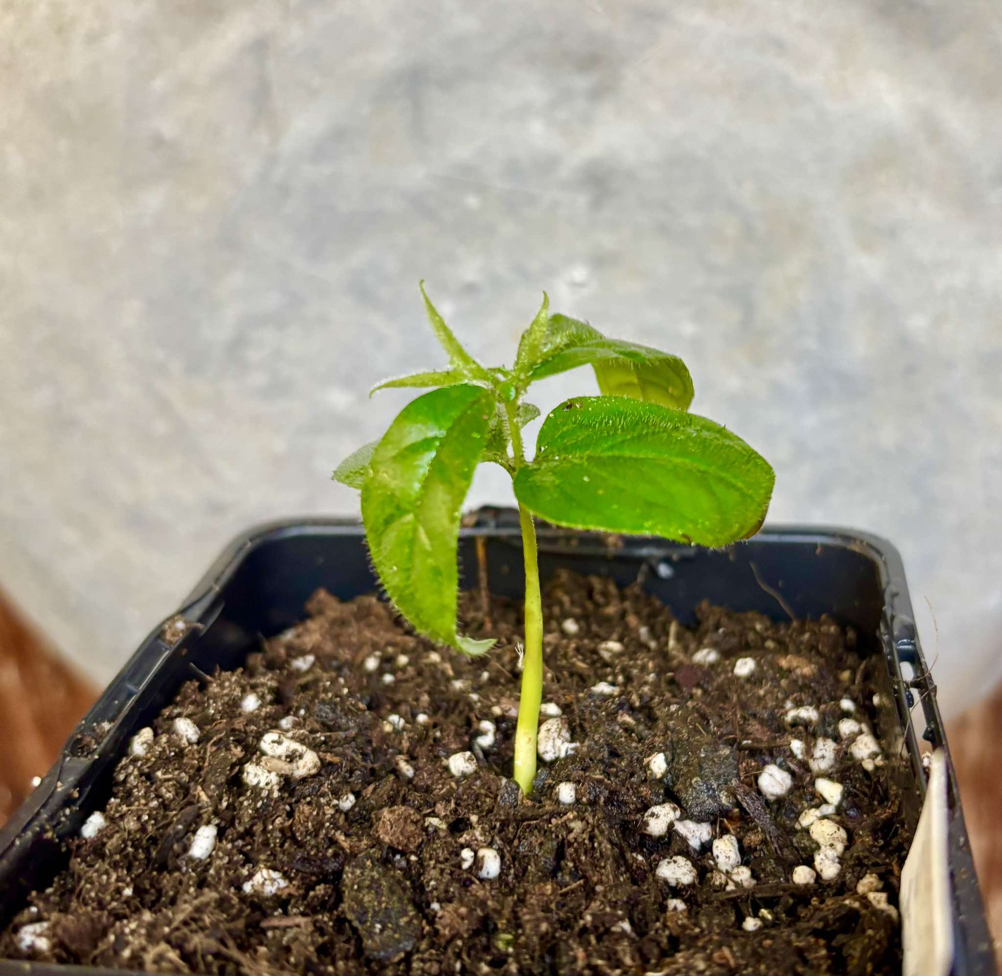 Campomanesia sp Sul da Bahia Super - 1 small potted seedling / 1 kleiner, getopfter Sämling