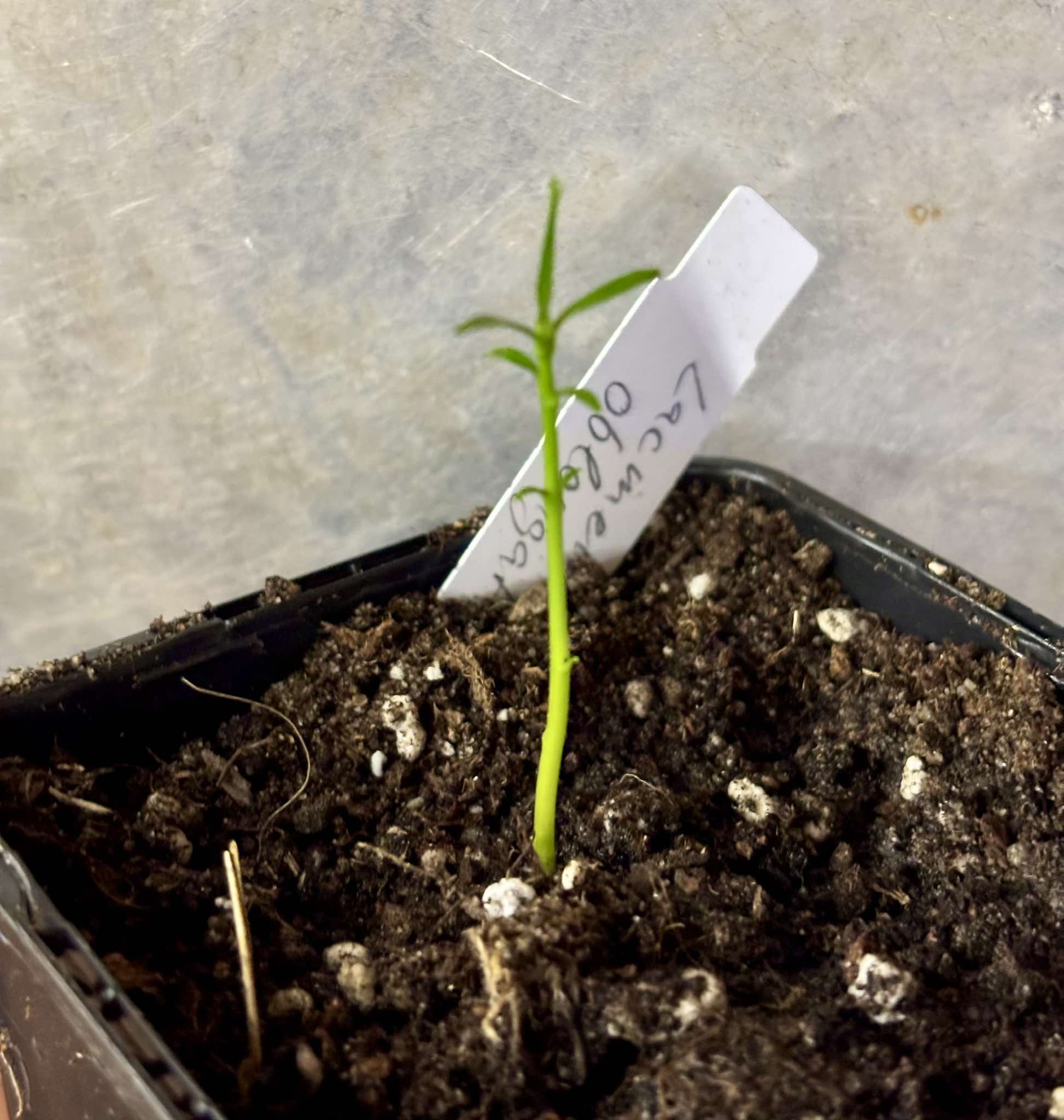 Chewing Gum Fruit (Lacmellea oblongata) - 1 small potted seedling / 1 kleiner, getopfter Sämling