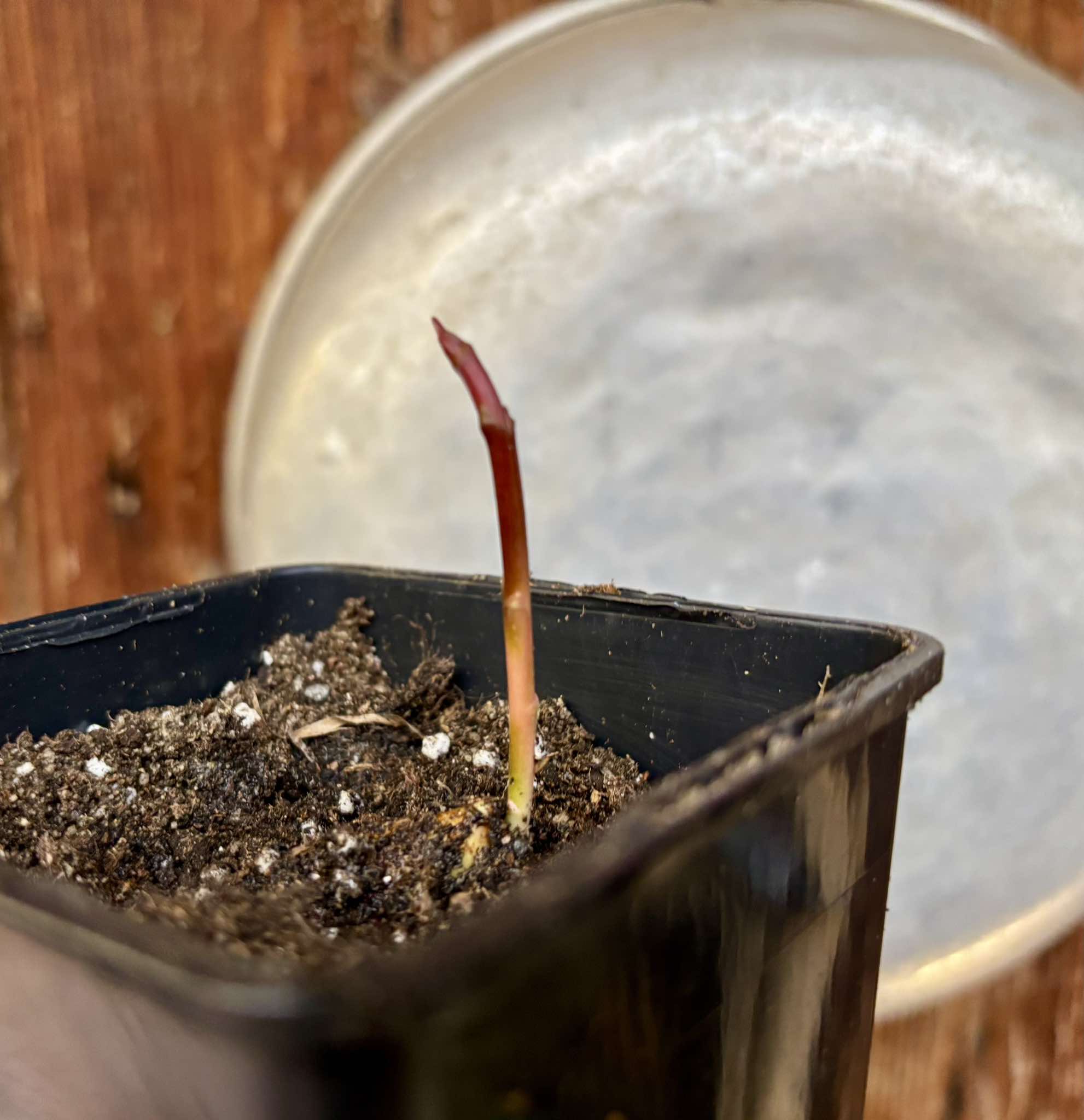 Garcinia dulcis - Mundu  - 1 small potted seedling / 1 kleiner, getopfter Sämling