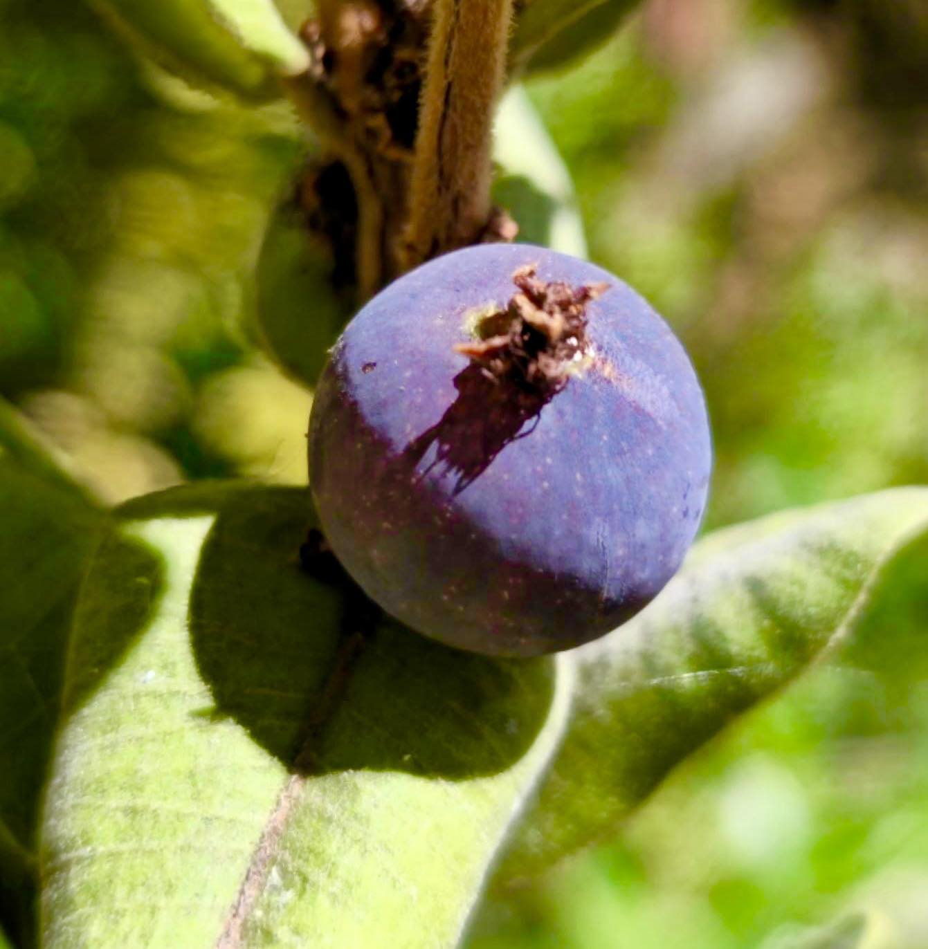 Myrciaria caerulescens - Roxa - Blue Guaquiea -  1 potted plant  / 1 getopfte Pflanze