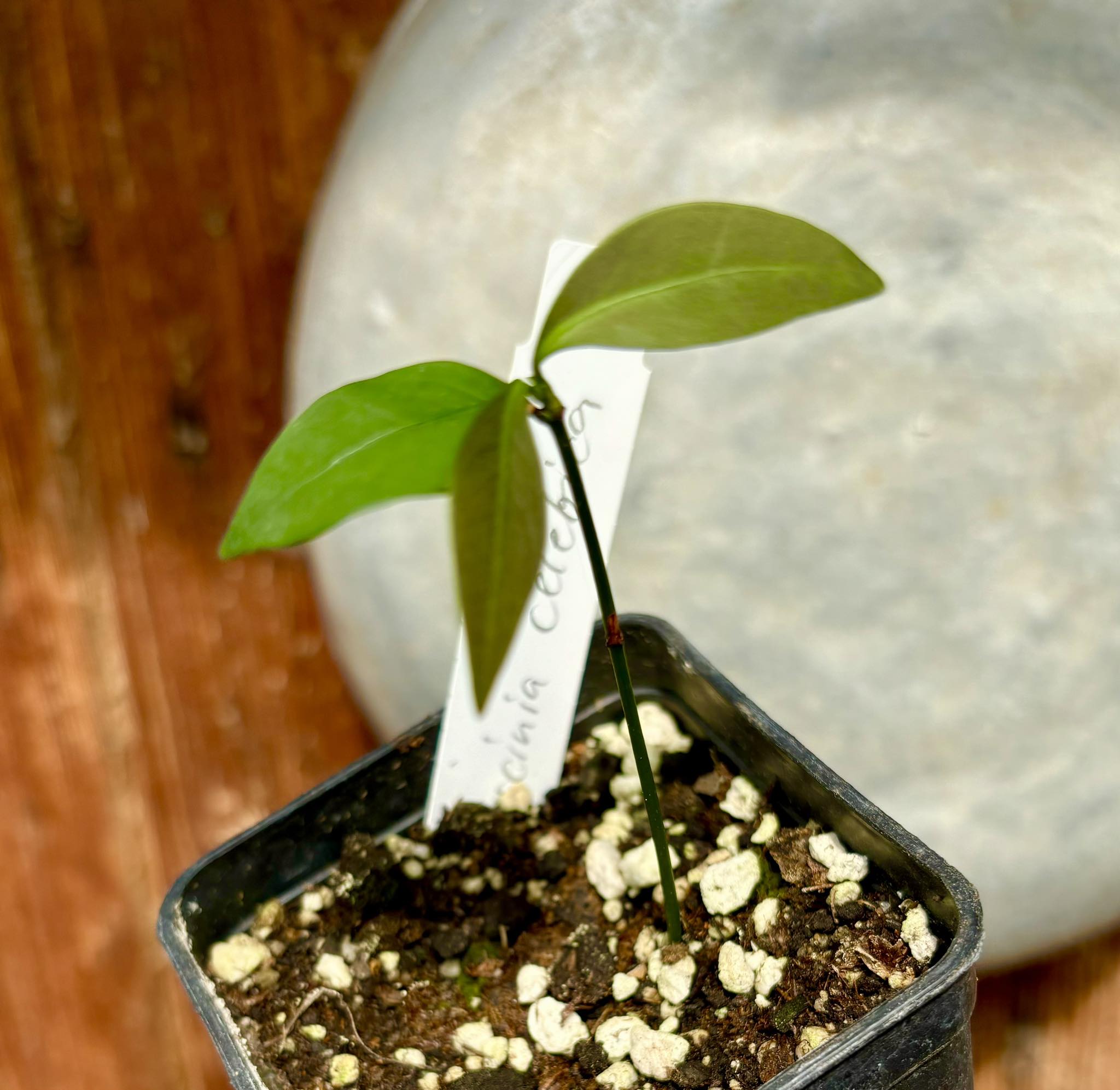 Wild Mangosteen (Garcinia celebica) - 1 potted plant / 1 getopfte Pflanze