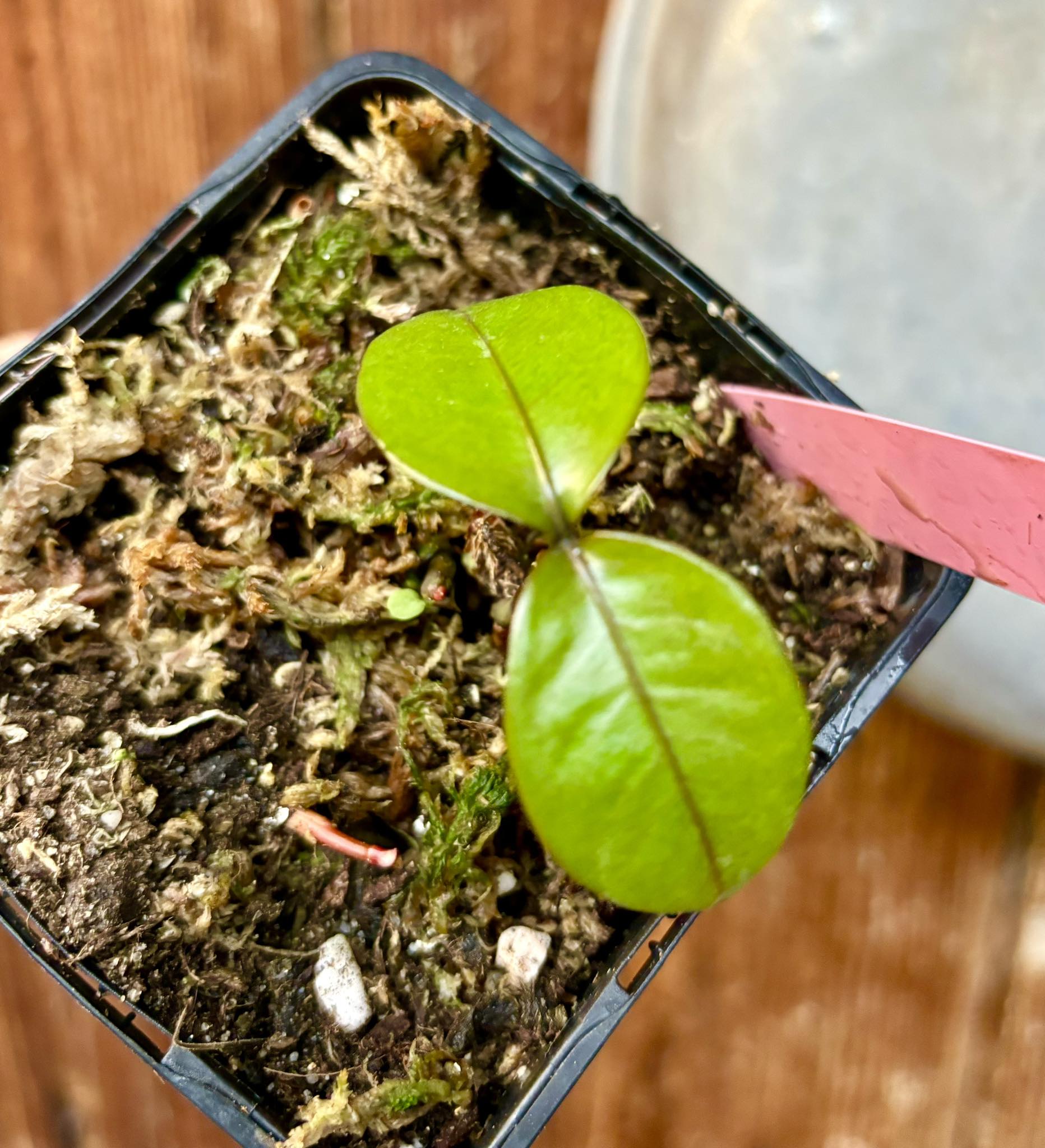 Garcinia  mangosteen - Mangosteen / Mangostane - 1 potted seedling/ 1 getopfter Sämling  