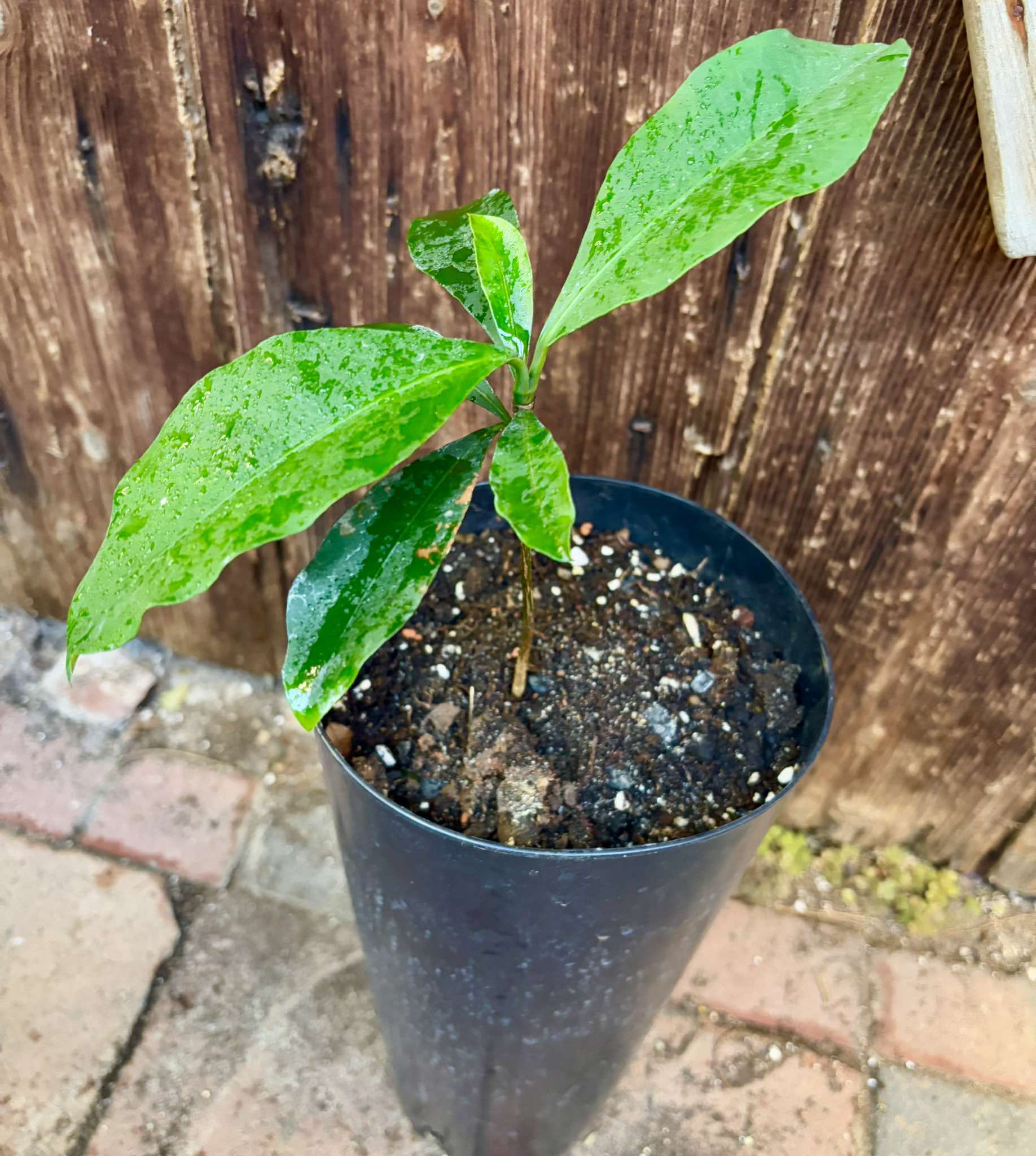 Garcinia acuminata  - 1 potted plant / 1 getopfte Pflanze