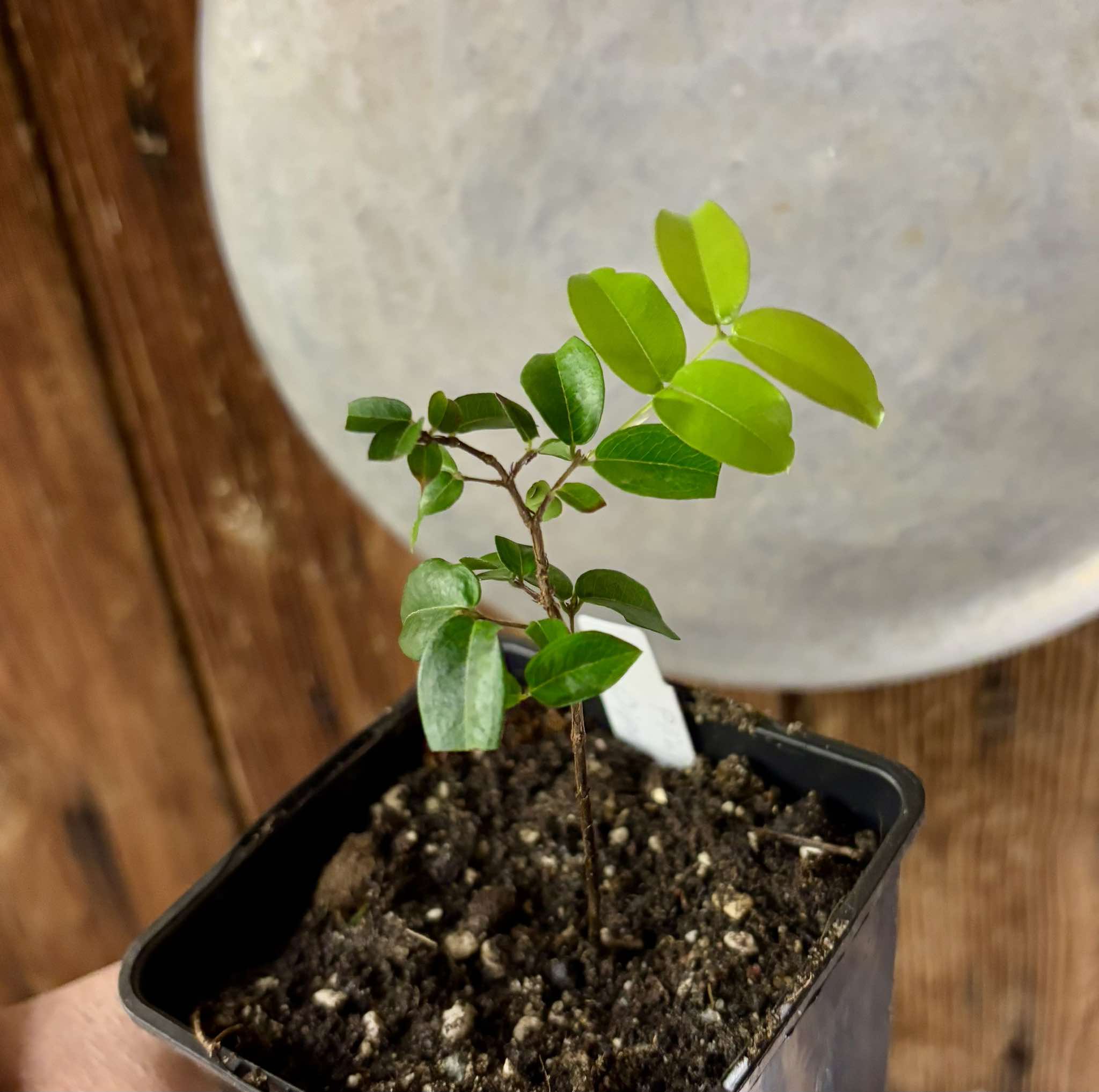 Jaboticaba Oipirinha (Plinia sp) Nr. 3 - 1 potted plant/ 1  getopfte Pflanze