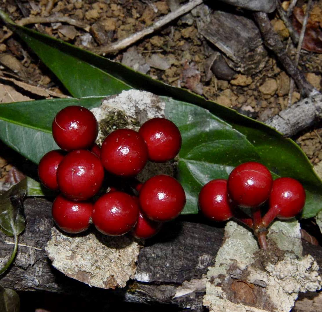 Pseudoxandra bahiensis - 1 germinated seed / 1 germinated seed