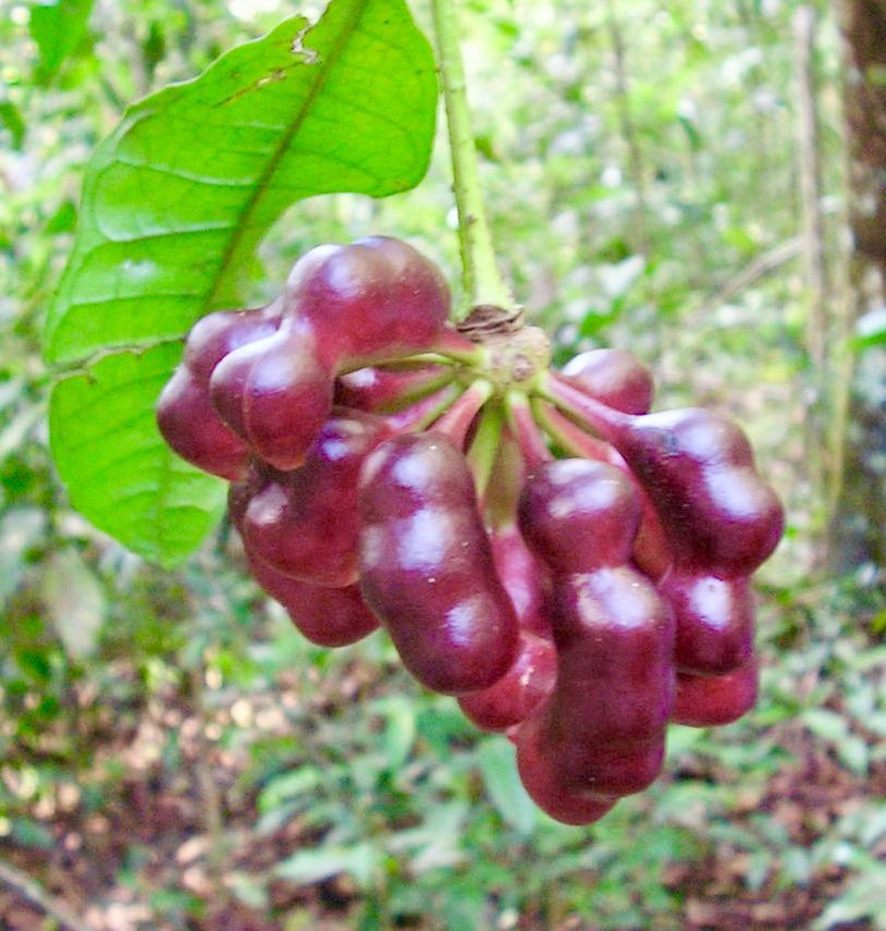 Cymbopetalum brasiliensis - 1 fresh seed / 1 frischer Samen