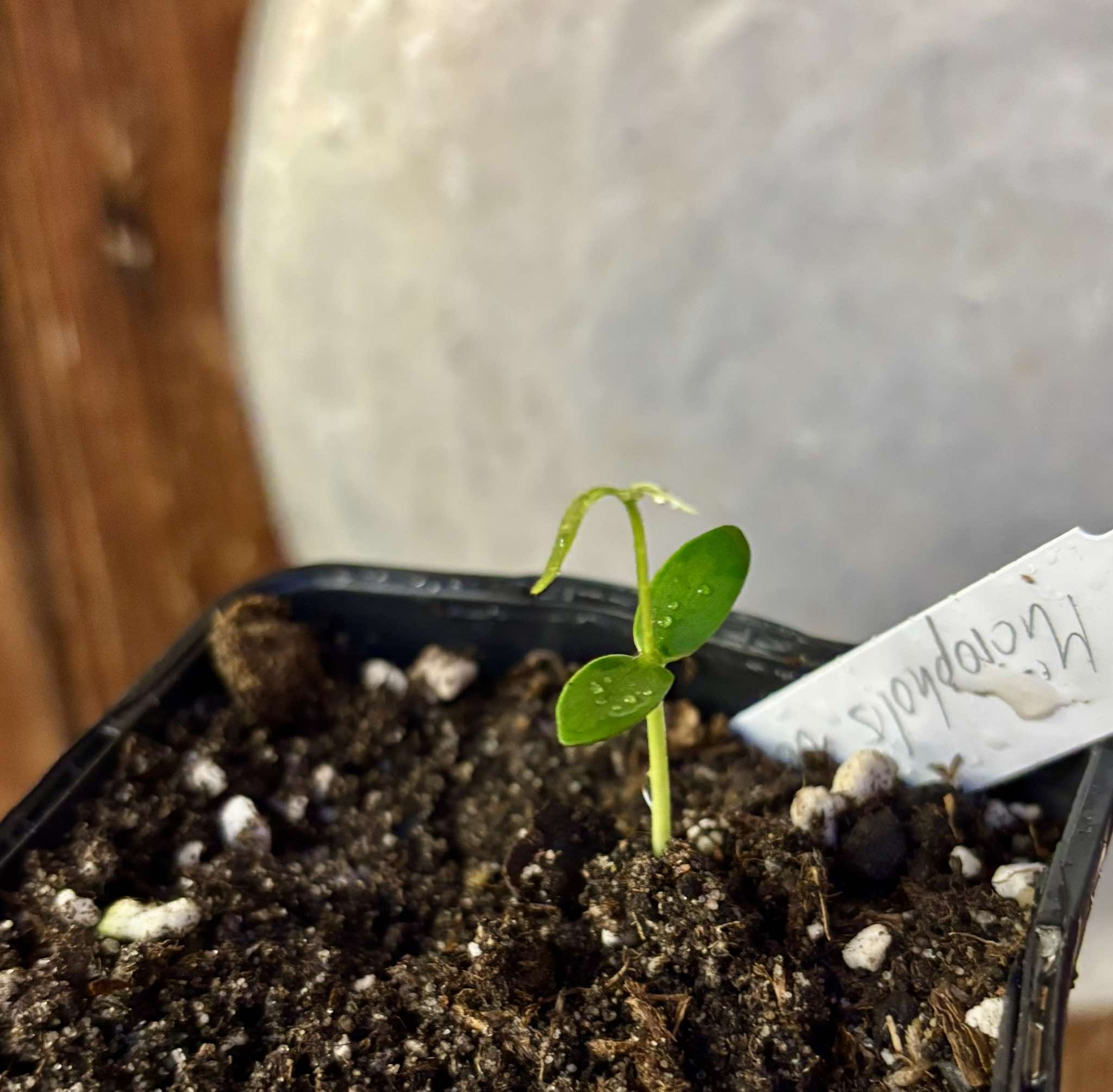 Abiuzinho - Micropholis venulosa  -  1 small potted seedling / 1 kleiner , getopfter Sämling