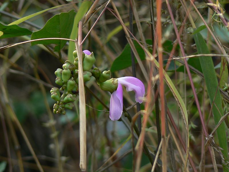 Canavalia ensiformis - Jackbohne - 1 fresh seed / 1 frischer Samen 