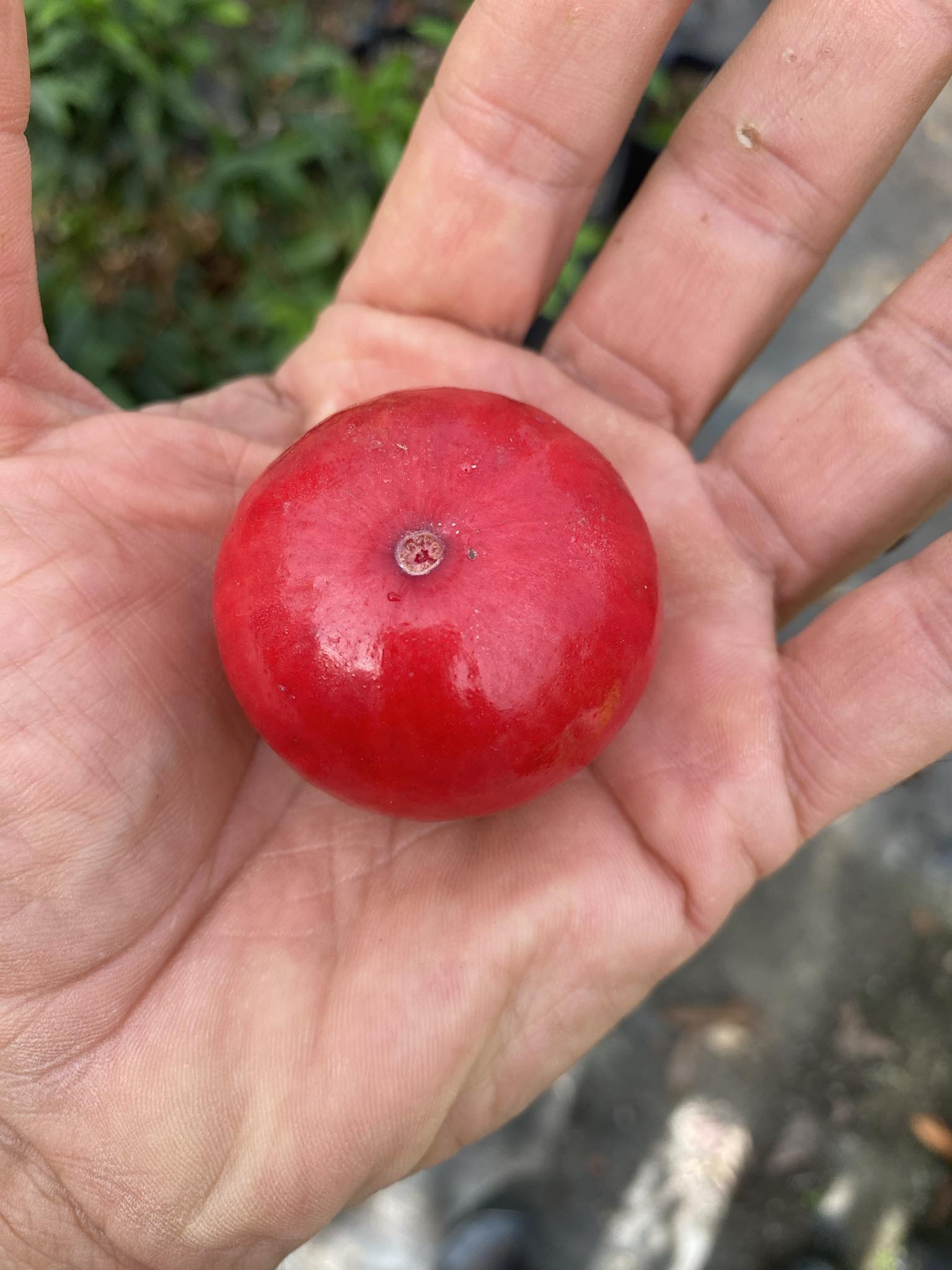 Ruby do Amazonas (Eugenia patrisii) var. BIG - 1 fresh seed / 1 frischer Samen