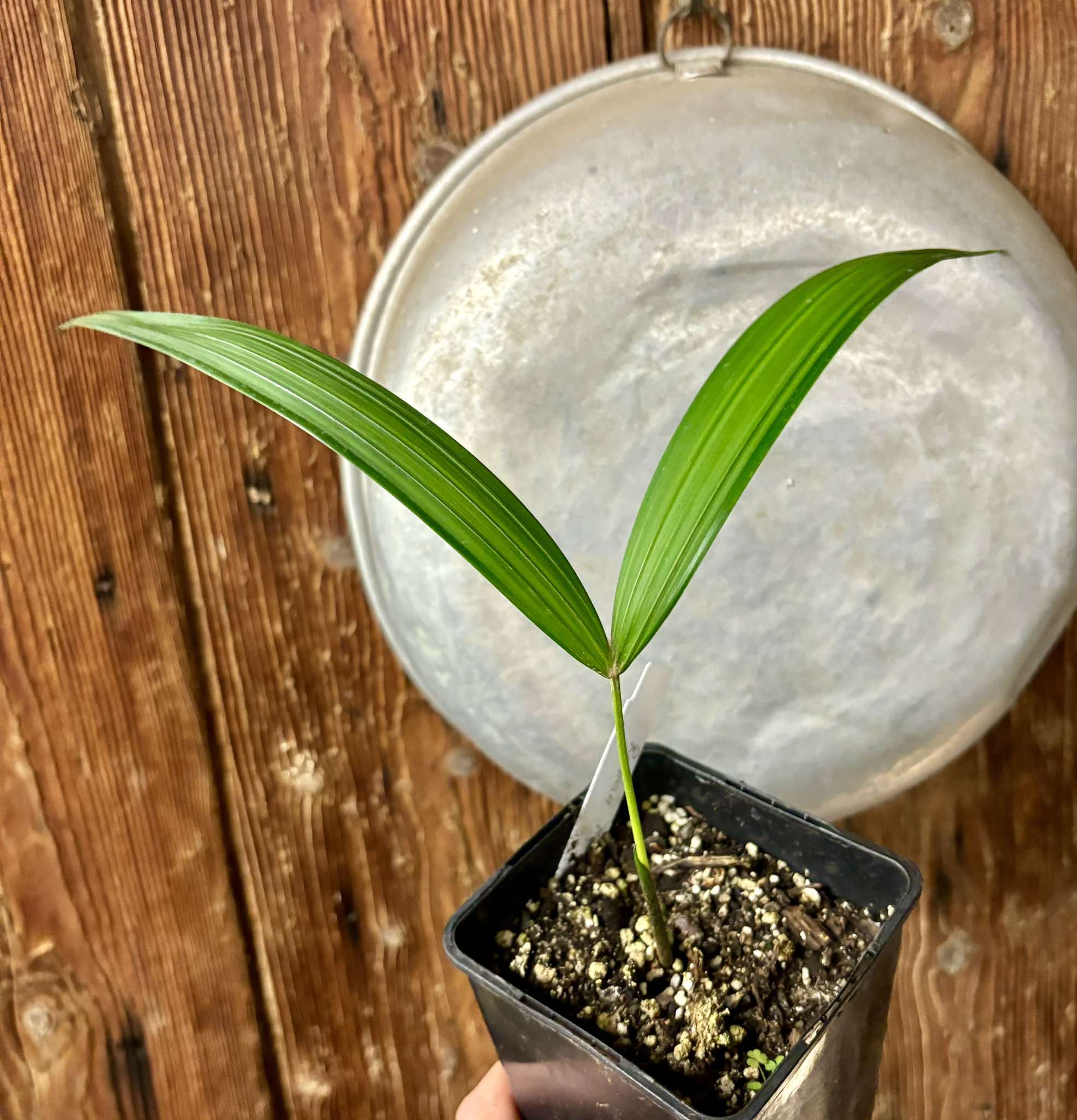 Rattan Palm (Calamus viminalis) -  1 potted plant / 1 getopfte Pflanze