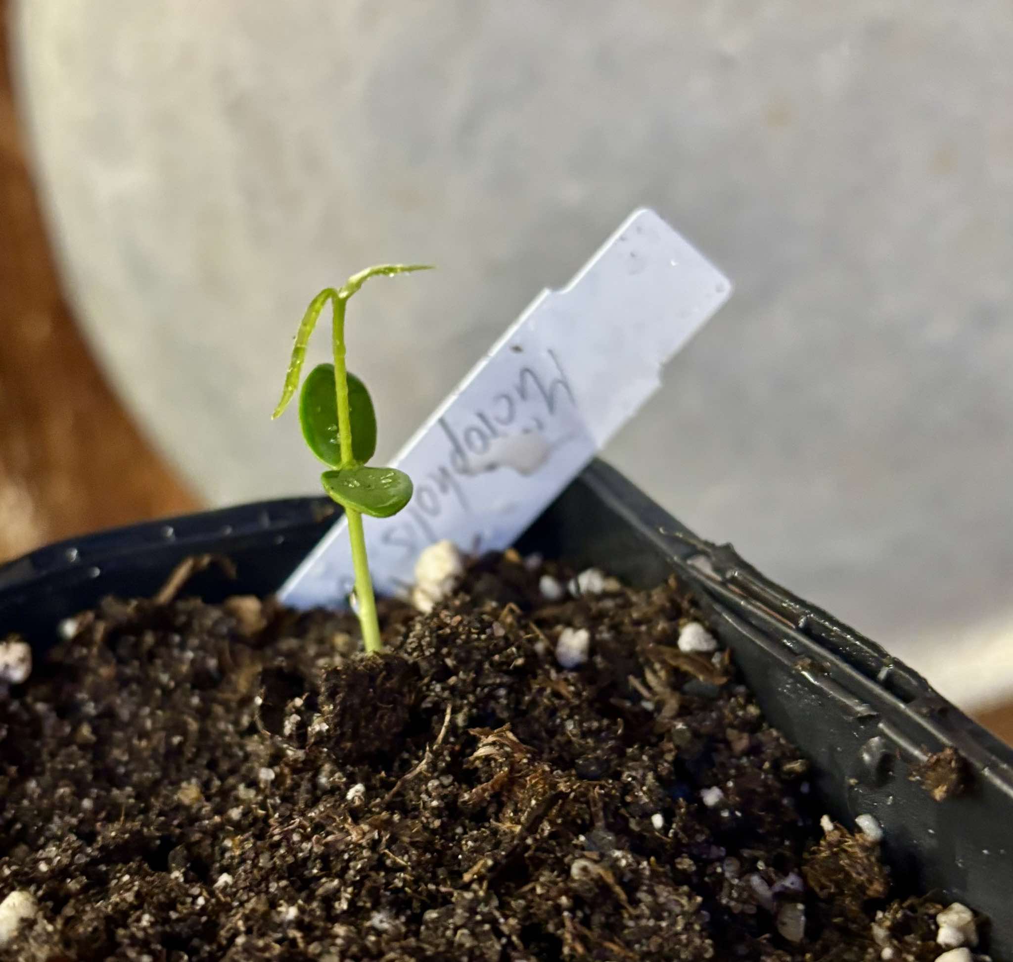 Abiuzinho - Micropholis venulosa  -  1 small potted seedling / 1 kleiner , getopfter Sämling