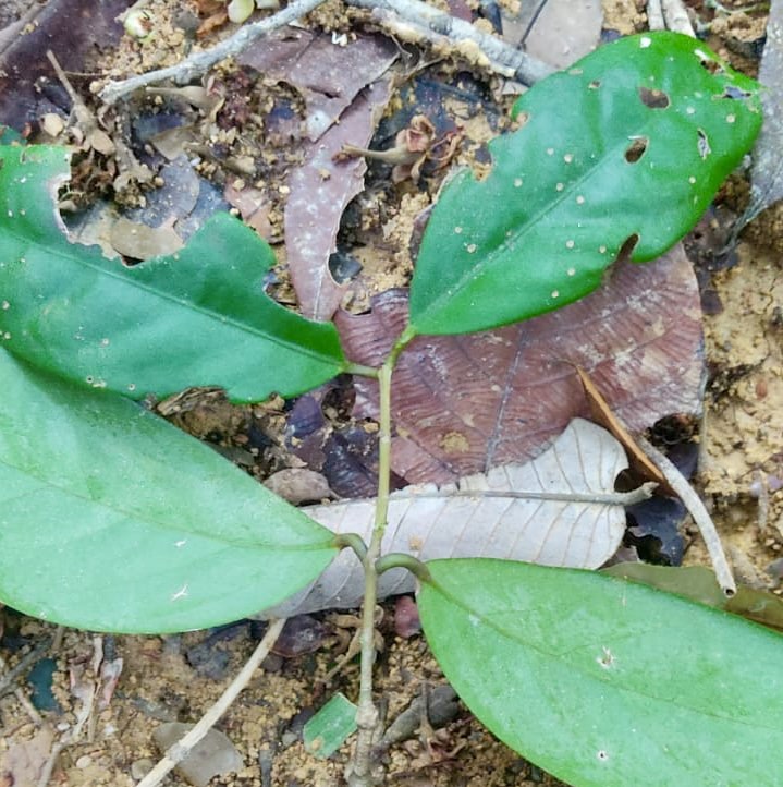 Eugenia sp Roxa Itacare -  1 germinated seed / 1 gekeimter Samen