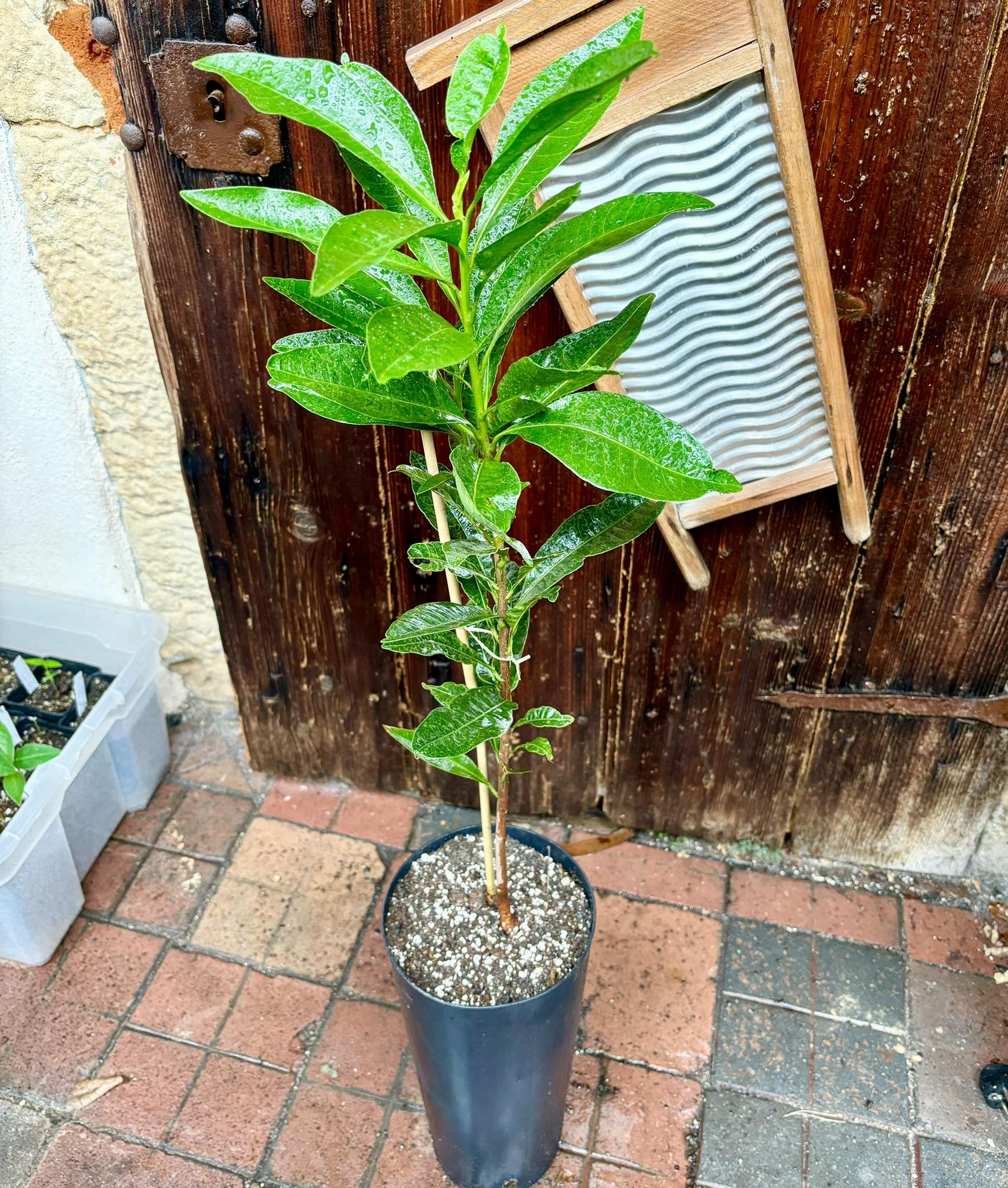 Lucuma (Lucuma bifera) - 1 potted plant / 1 getopfte Pflanze