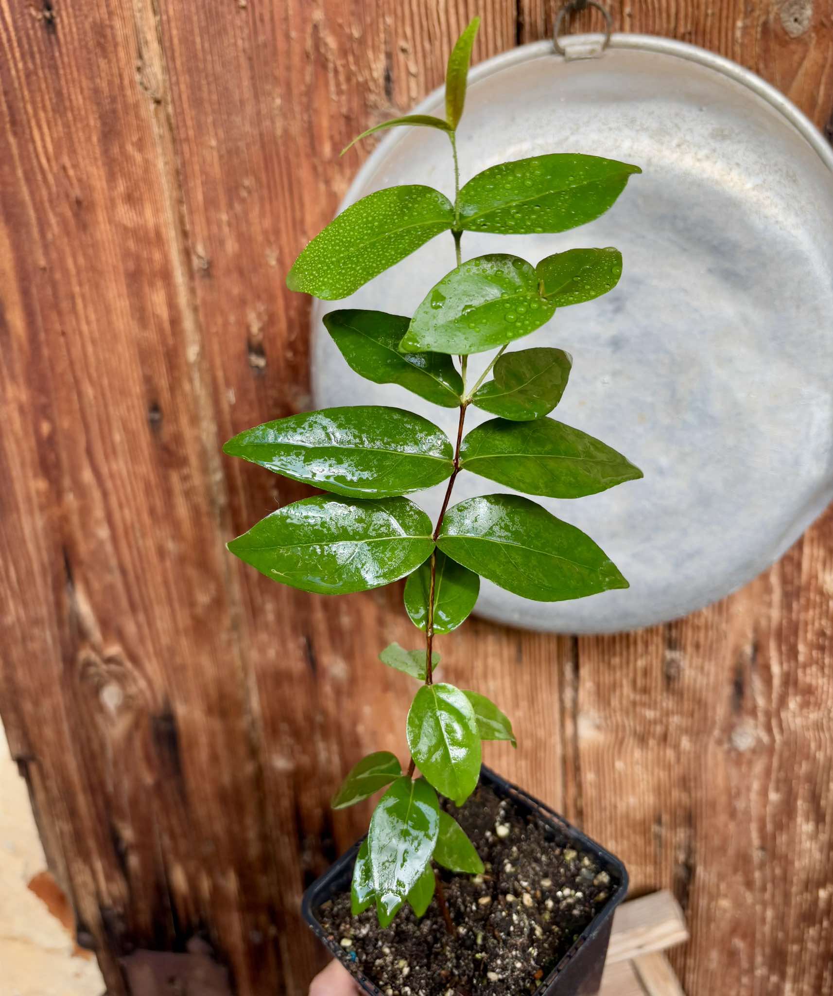 Eugenia uniflora - Pitanga  -  1 potted plant / 1 getopfte Pflanze