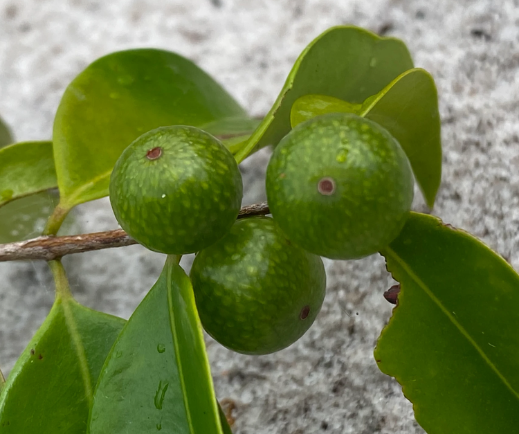 Myrciaria sp Gin & Tonic - 1 small potted seedling / 1 kleiner, getopfter Sämling