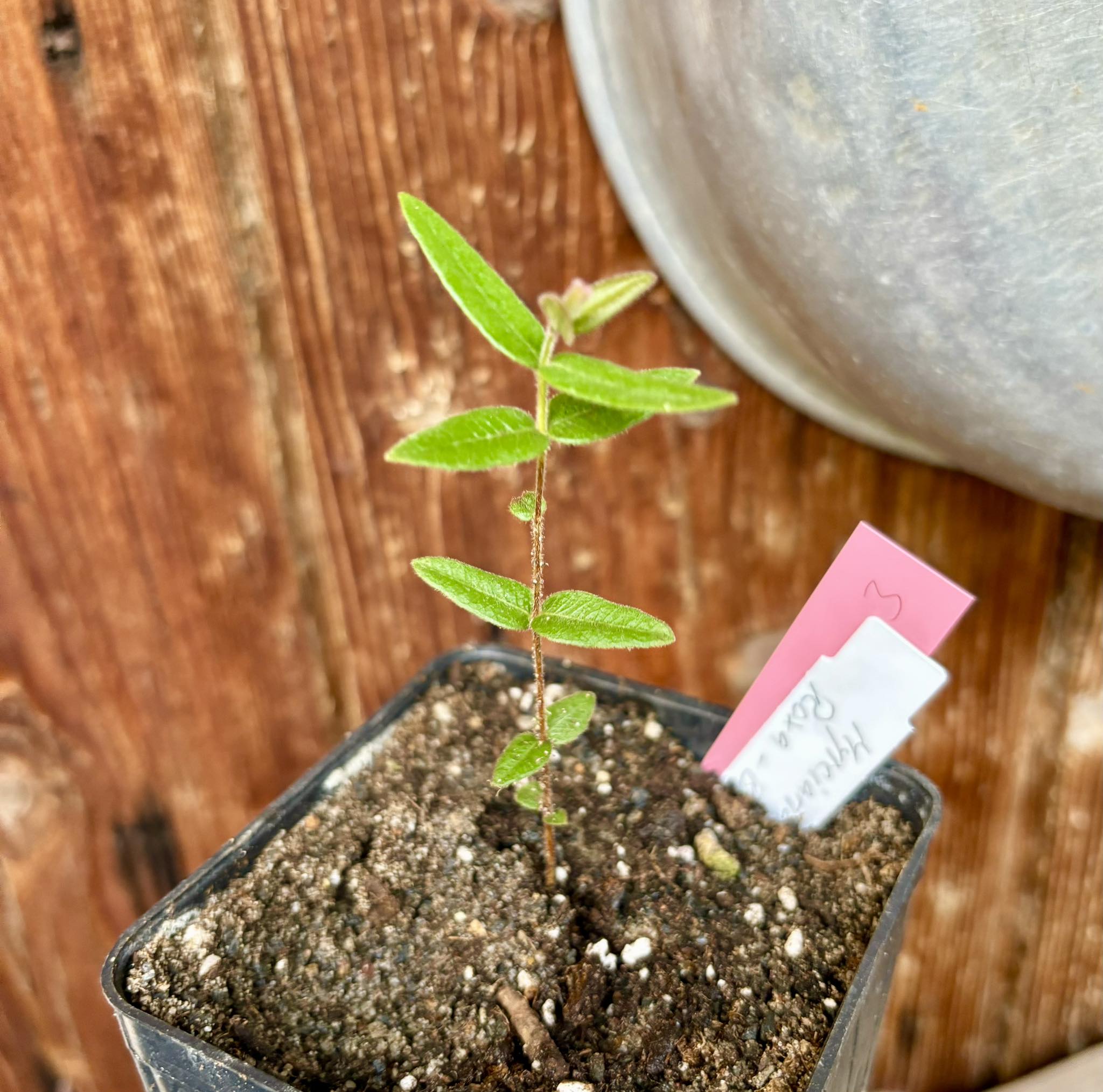 Myrciaria caerulescens Nr. 3 - Roxa - Blue Guaquiea -  1 potted plant  / 1 getopfte Pflanze