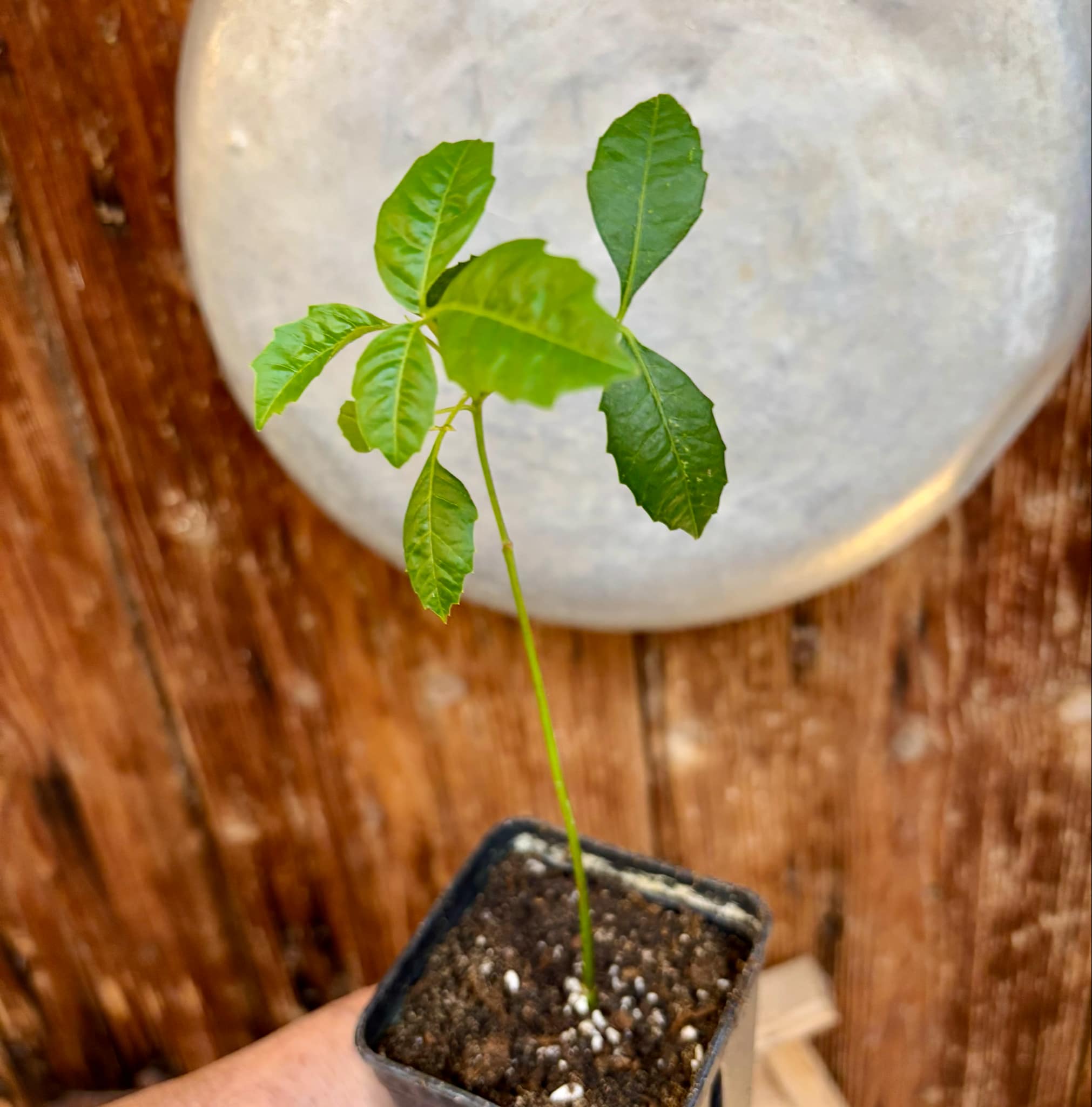 Marula (Sclerocarya birrea) -  1 potted plant / 1 getopfte Pflanze 