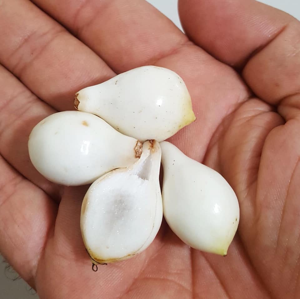 Cordia taguahyensis - Frutinha de Leite- 1 fresh seed / 1 frischer Samen