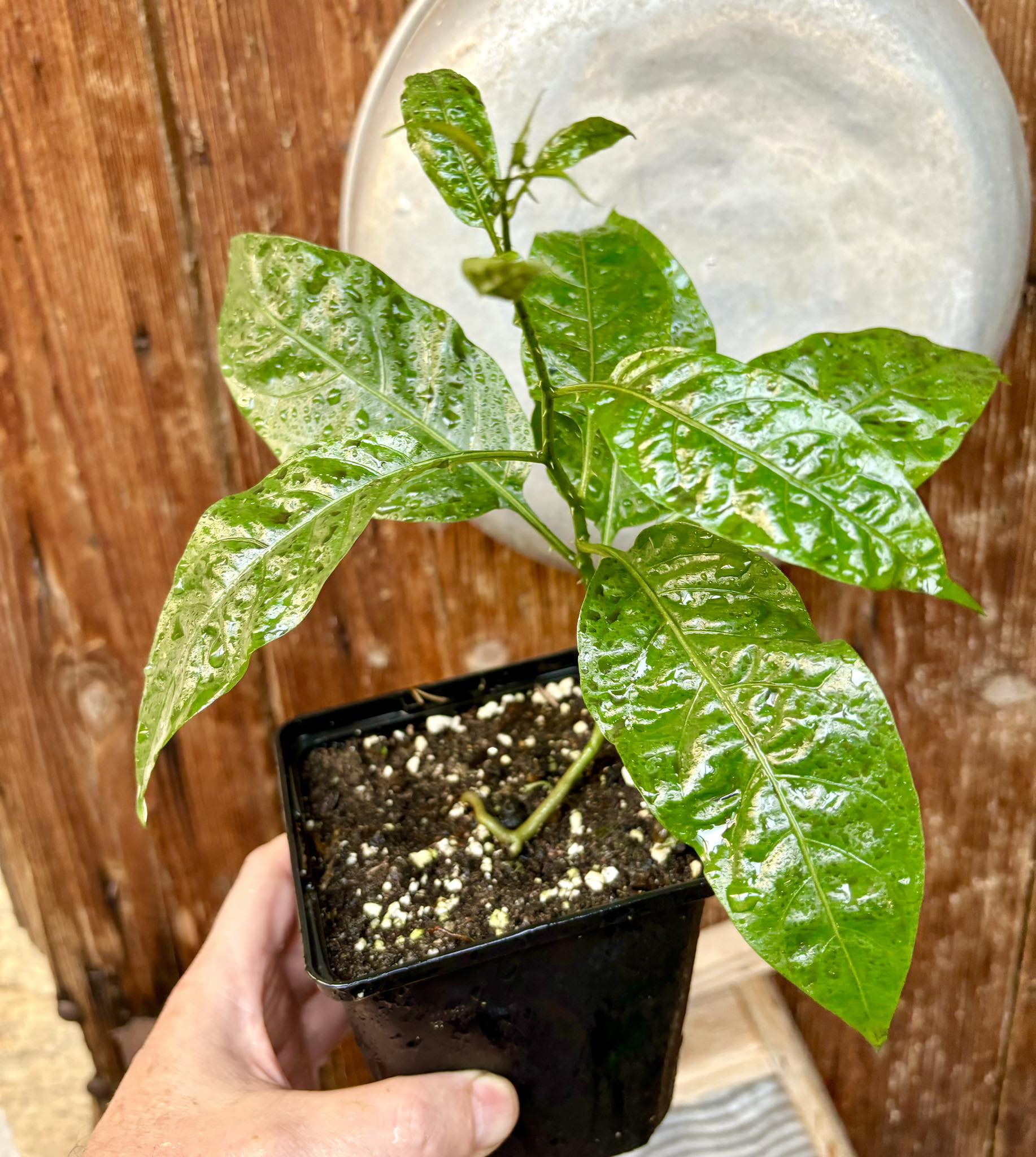 Moonberry - Solanum alternatopinnatum - 1 potted plant / 1 getopfte Pflanze