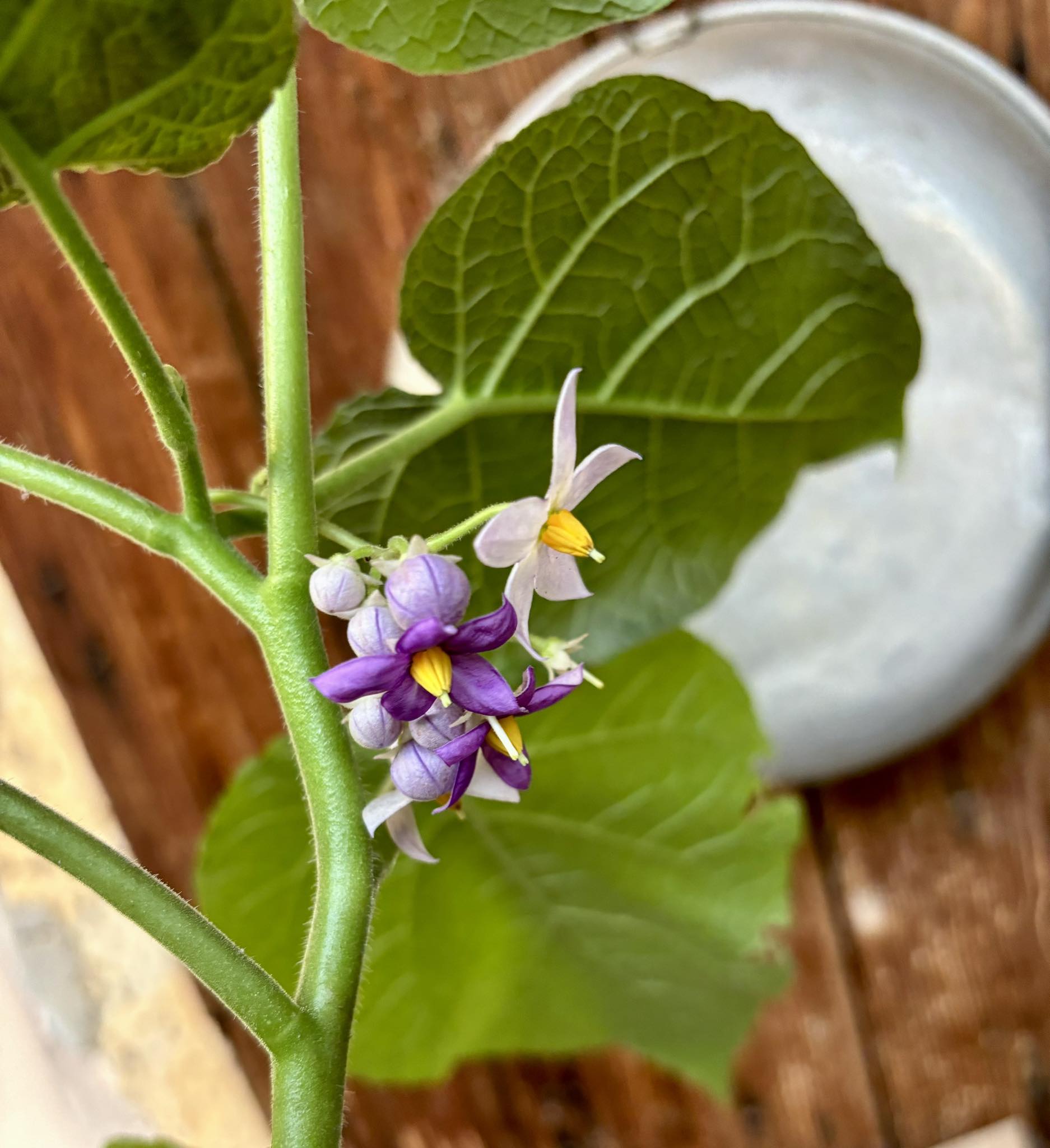 Hardy Tamarillo (Solanum corymbiflorum) - 1 potted plant / 1 getopfte Pflanze 