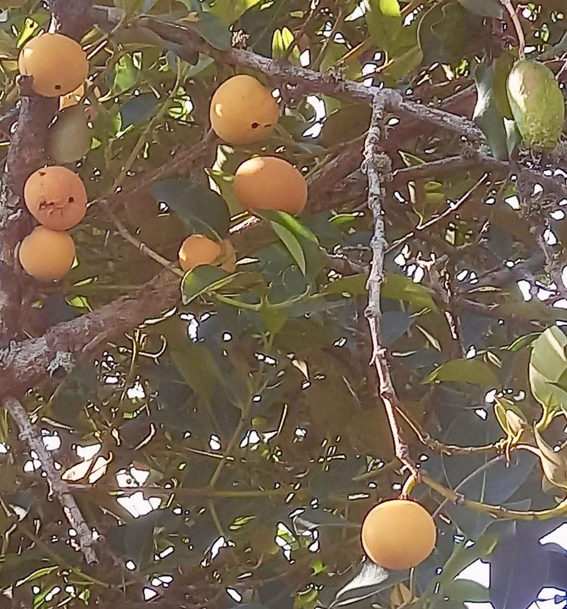 Cherapú Brasileiro  - Garcinia sp. -   1 potted plant / 1 getopfte Pflanze