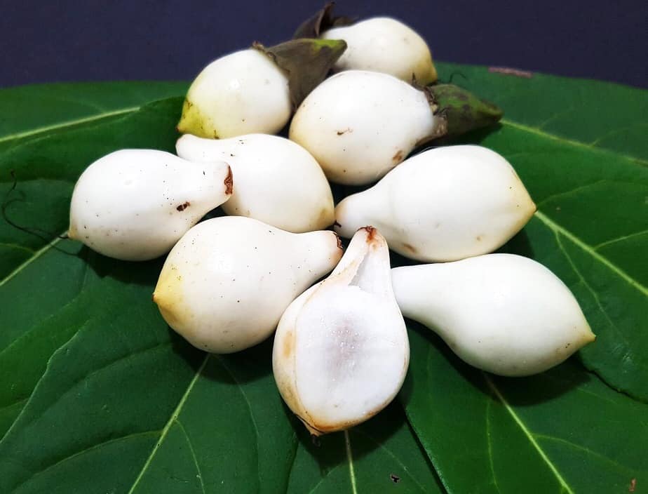 Cordia taguahyensis - Frutinha de Leite- 1 fresh seed / 1 frischer Samen