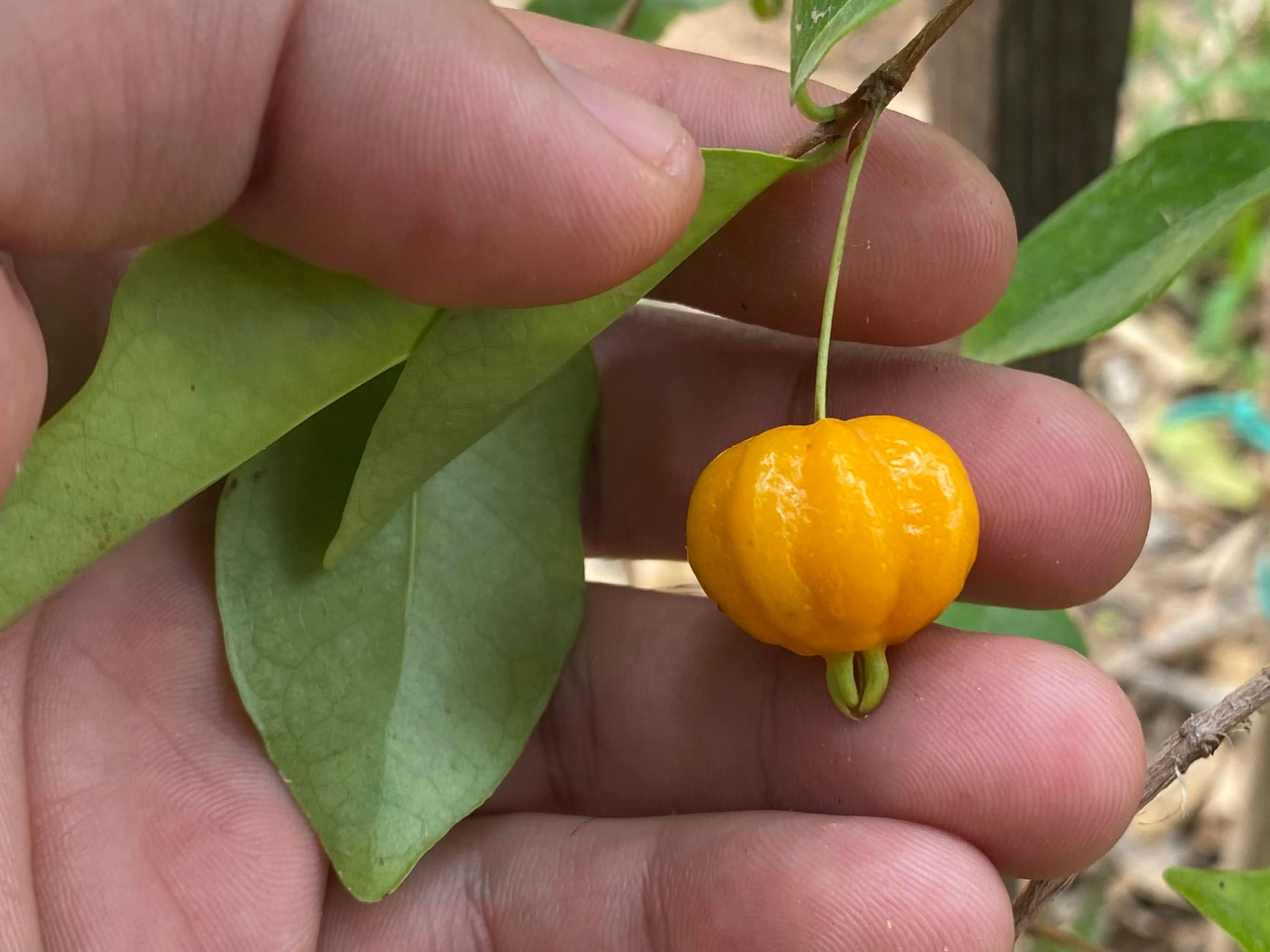 Eugenia uniflora var. Dwarf Orange  - 1 potted plant / 1 getopfte Pflanze